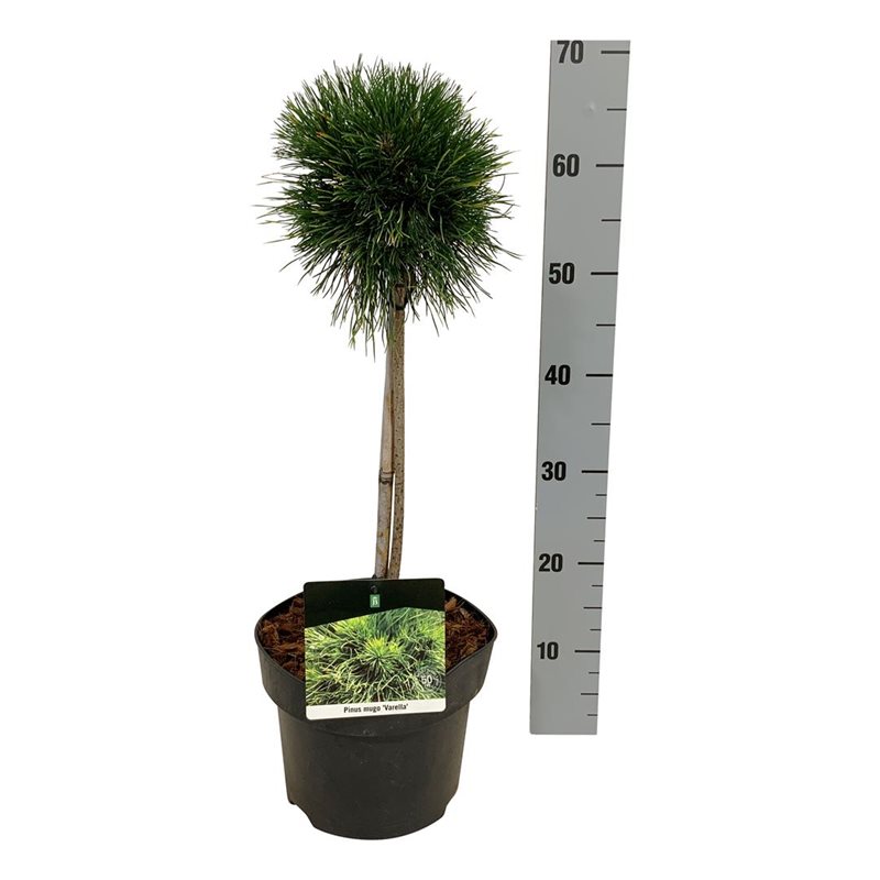 Picture of Pinus mugo 'Varella'