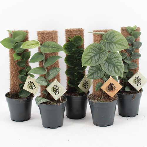 Monstera Dubia & Rhaphidophora Mix p14 Zeur