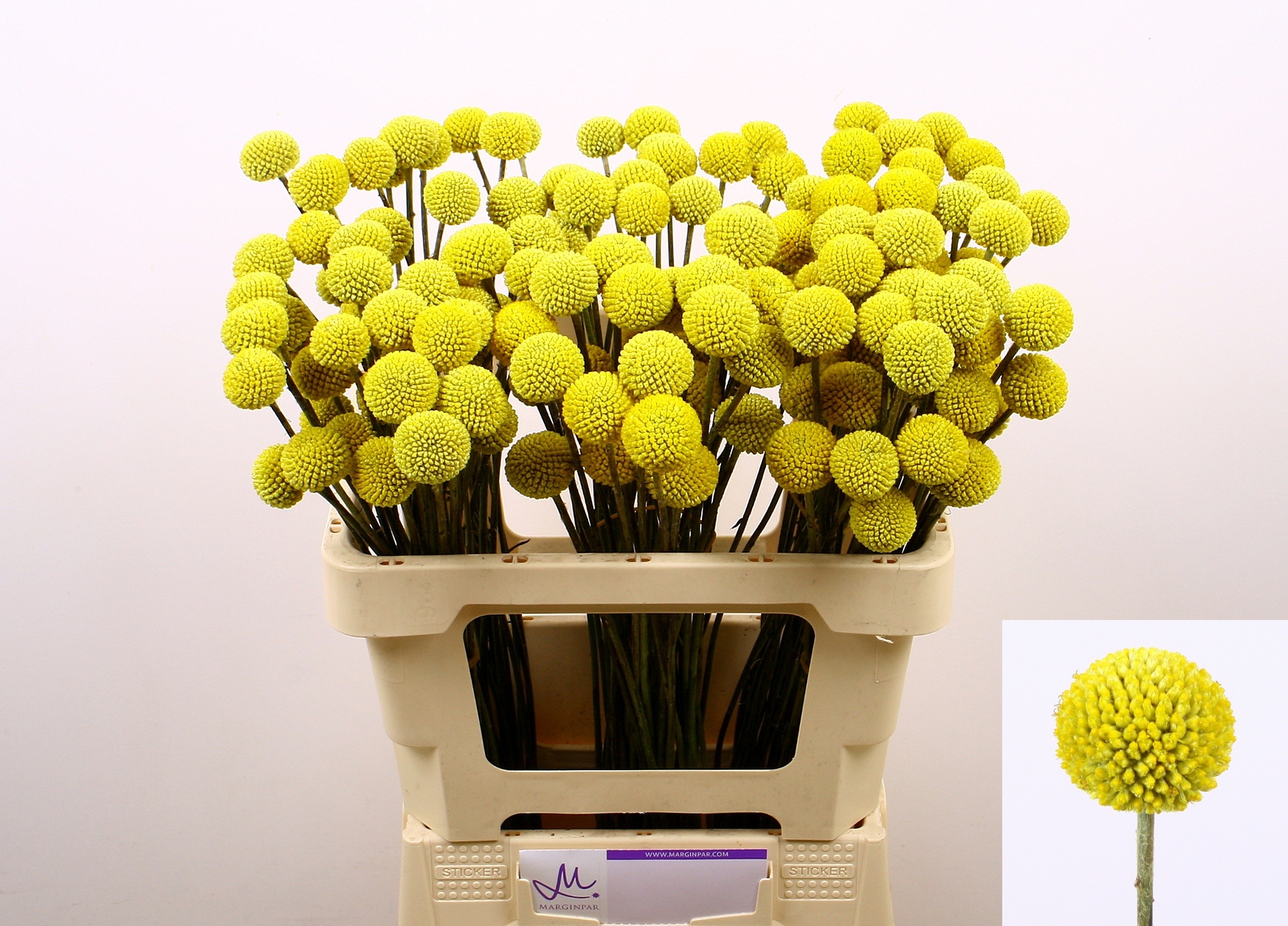 Craspedia Paint Pop 50cm