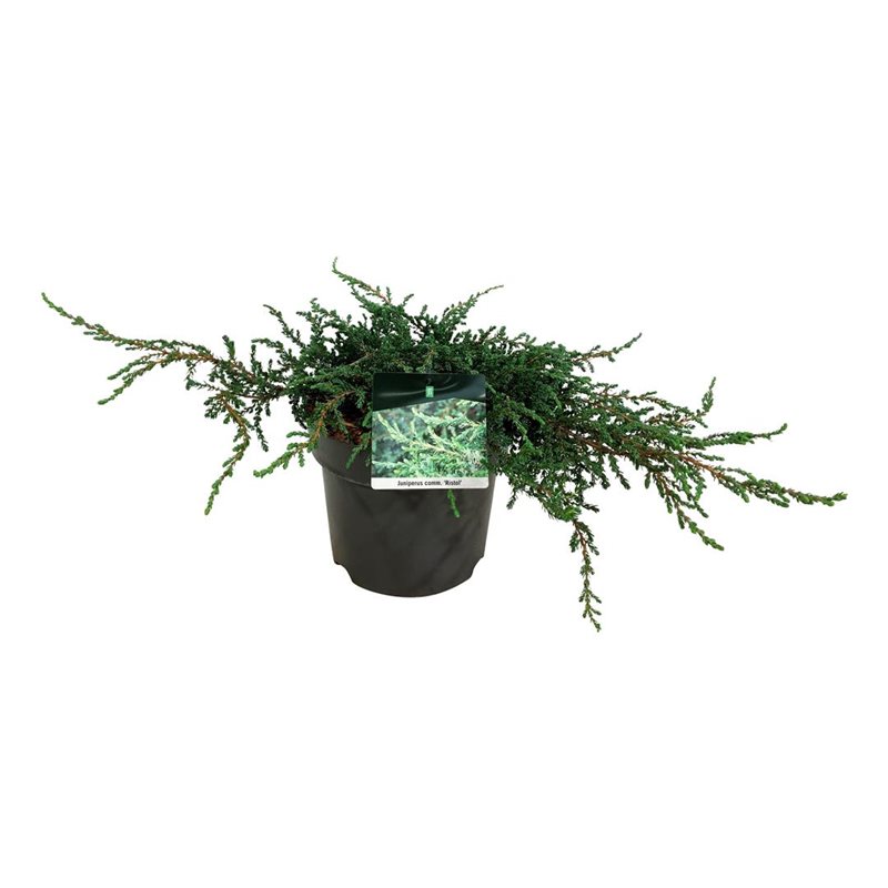 Picture of Juniperus comm. 'Ristol'