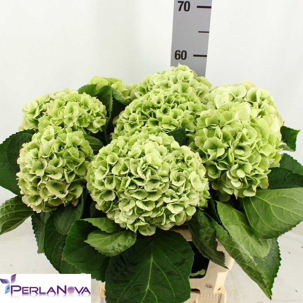 Hydrangea My Matcha Classic 60cm 17Ø