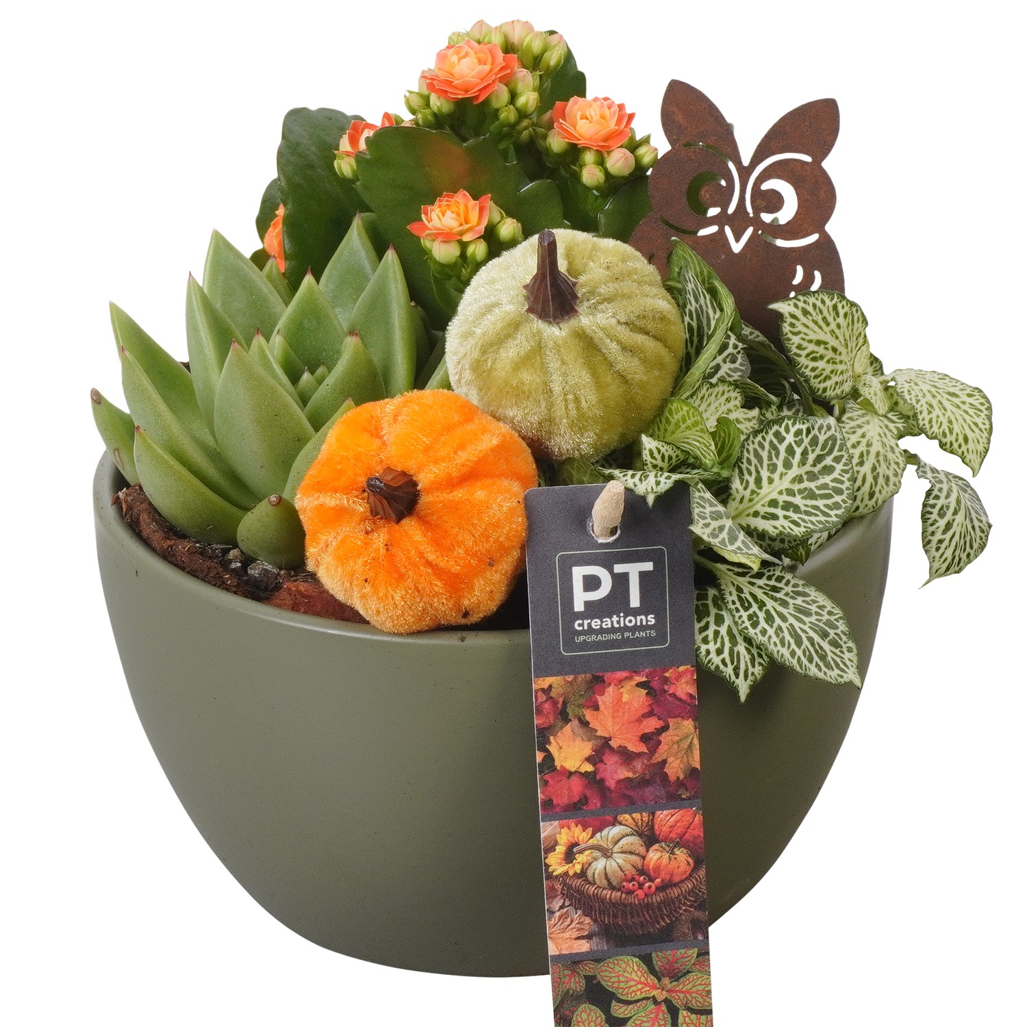 Picture of Arrangement Autumn Indoor in ceramic bowl PTHI7176 P15 18cm