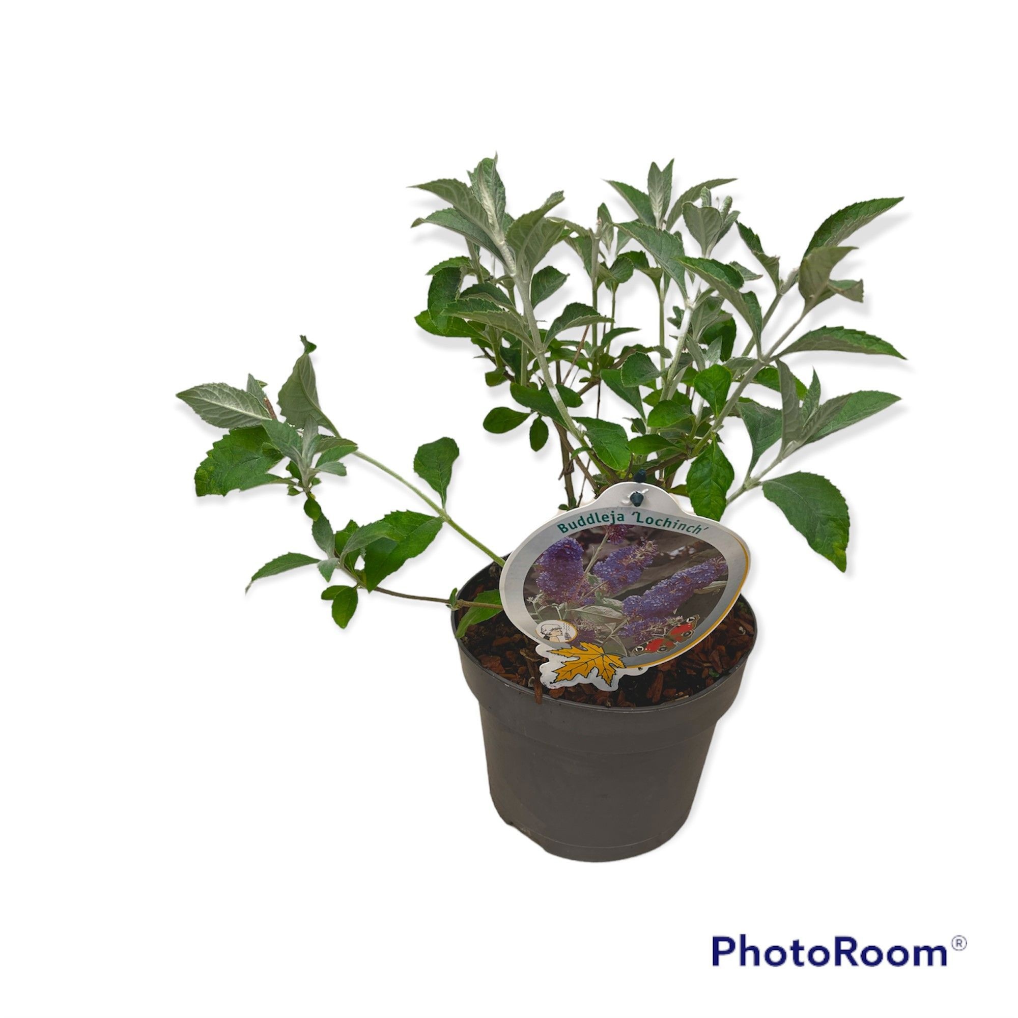 Buddleja 'Lochinch'