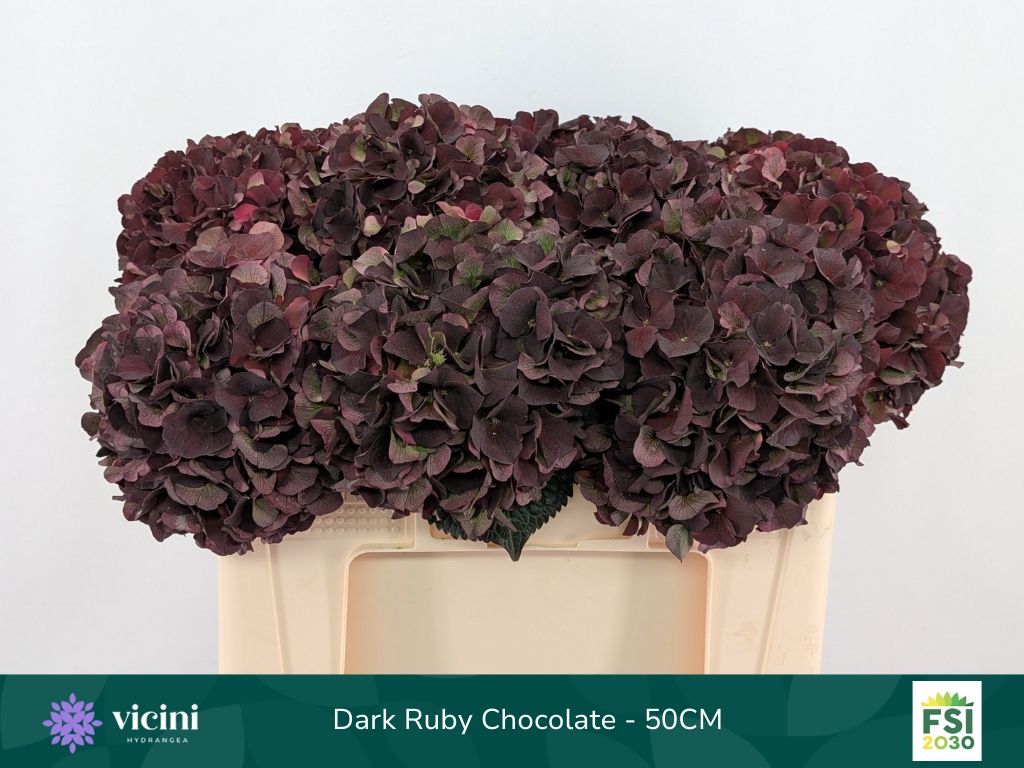 Hydrangea Dark Ruby Classic 50cm 18Ø
