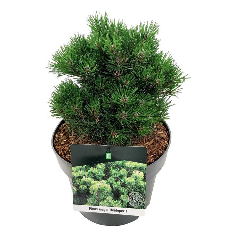 Picture of Pinus mugo 'Heideperle'