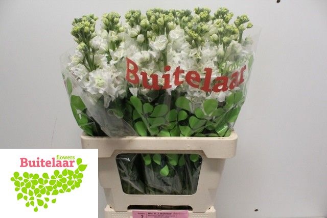 Matth Iron White 60cm