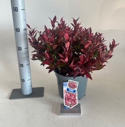 Leucothoe Zeblid 23Ø 35cm