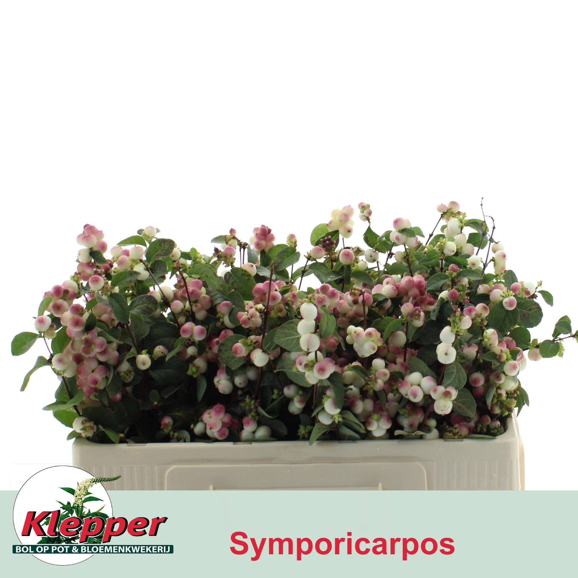 Sympho Mag R Ri Hood