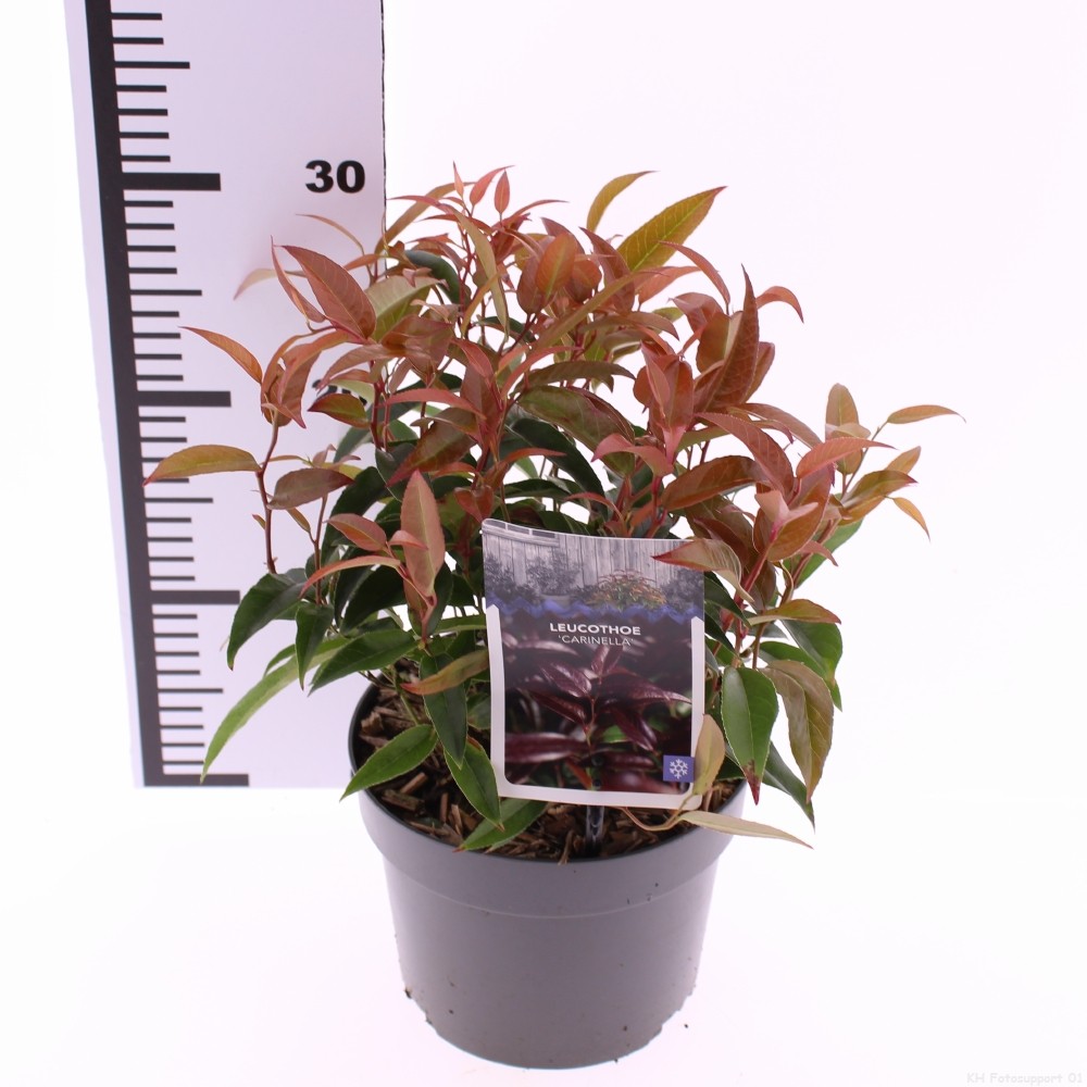 Picture of Leucothoe Carinella