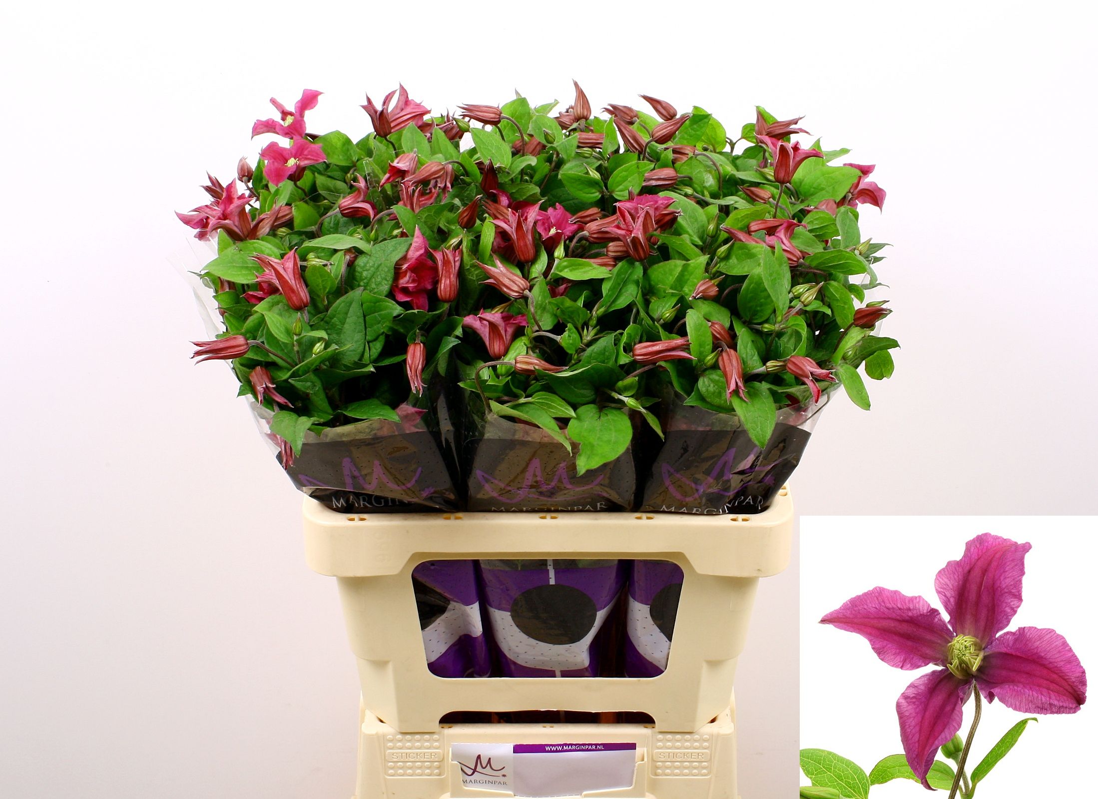 Clematis Inspiration 60cm