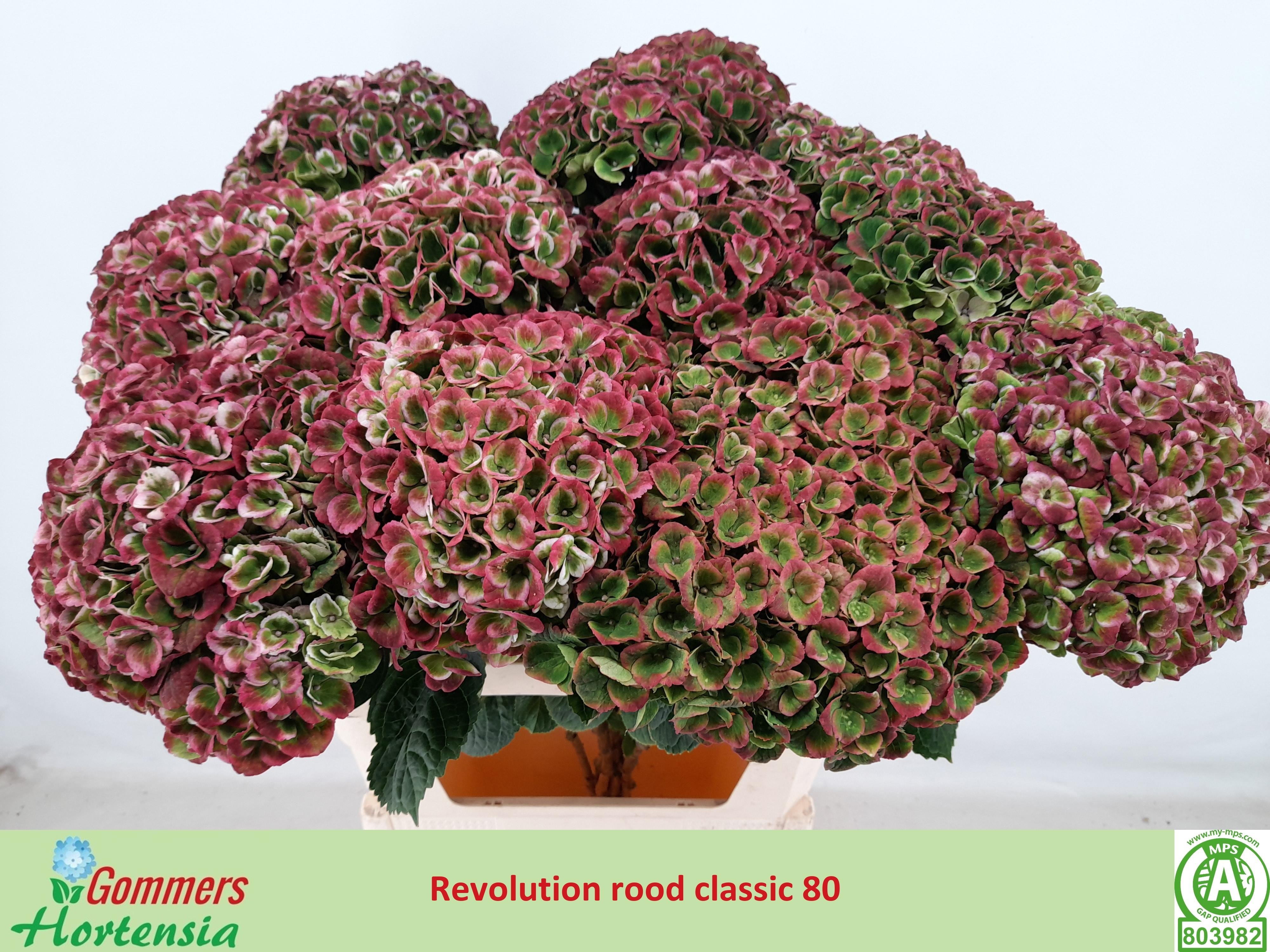 Hydrangea Revolution Pink/green 80cm 21Ø