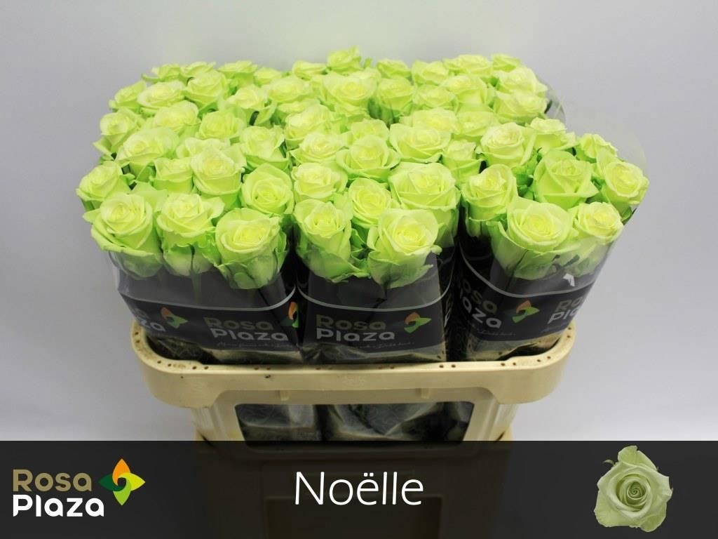 Rosa Noelle! 70cm