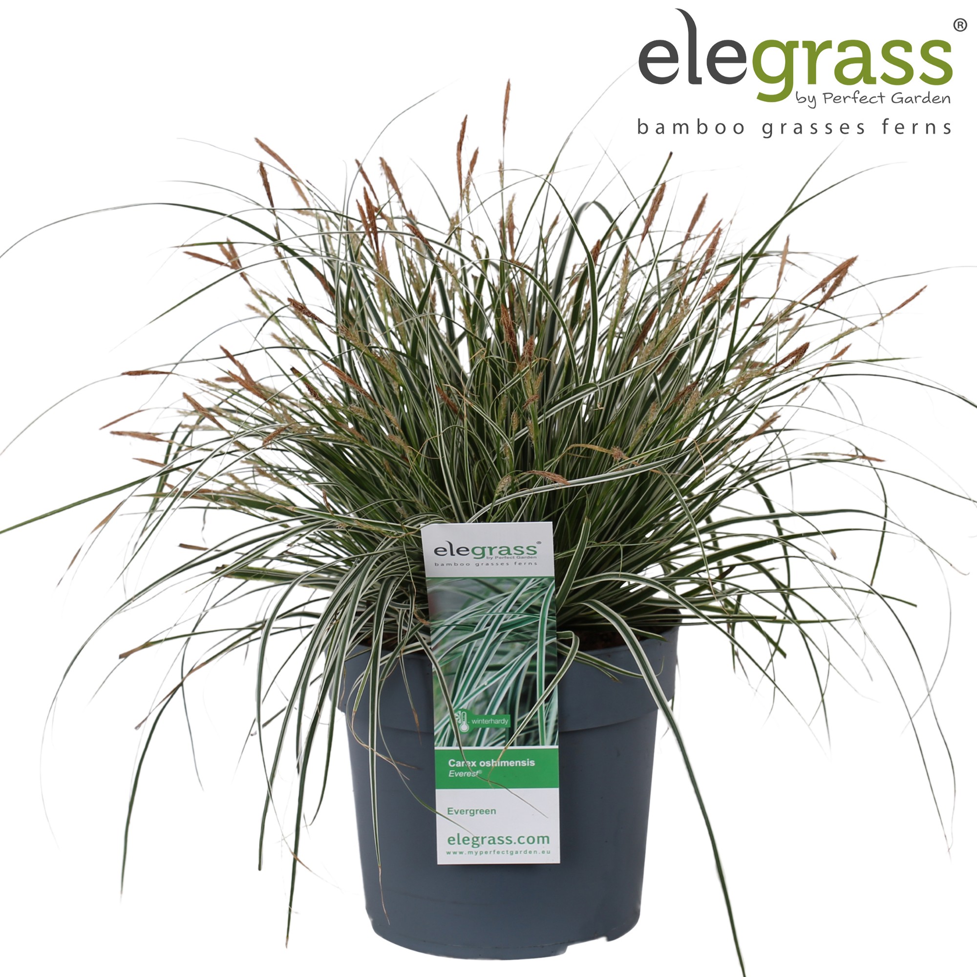 Picture of Carex oshimensis 'Everest' P19