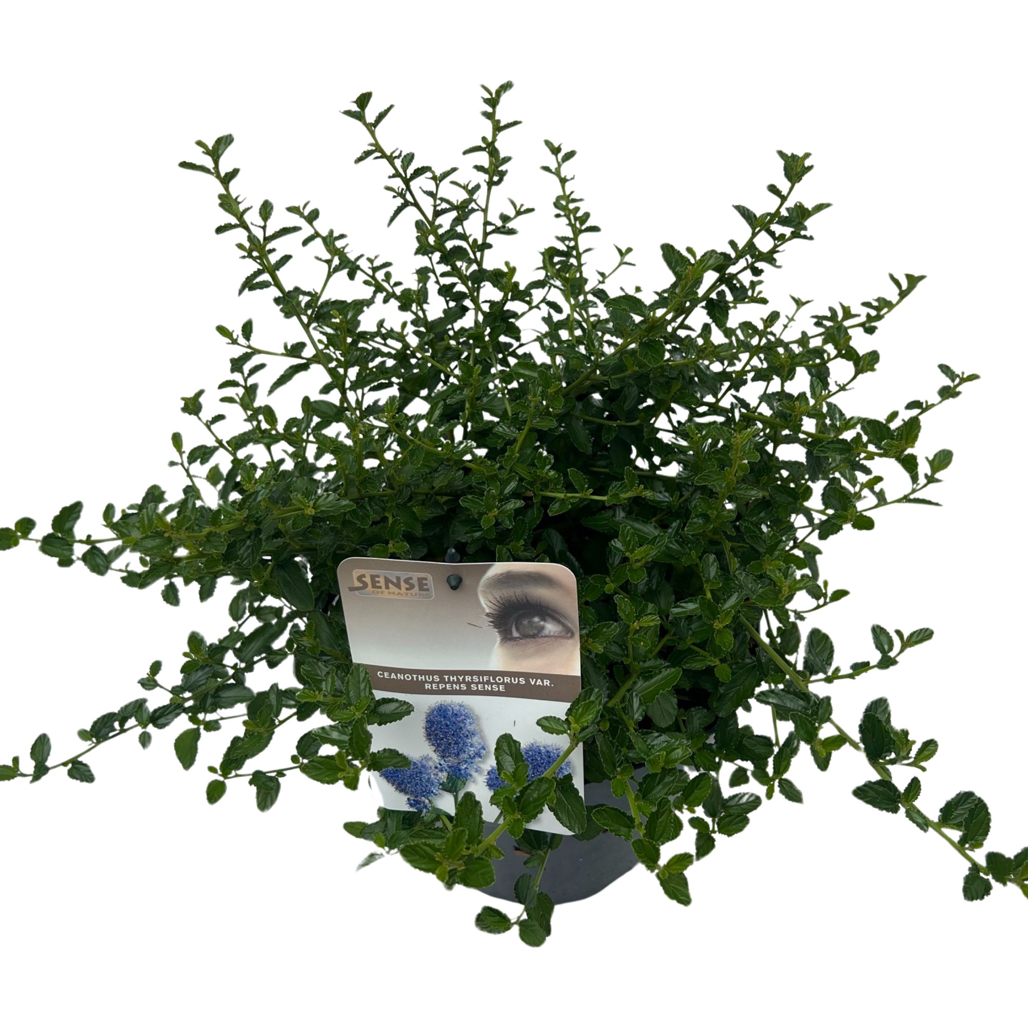 Picture of Ceanothus thursiflorus var. 'Repens' sense