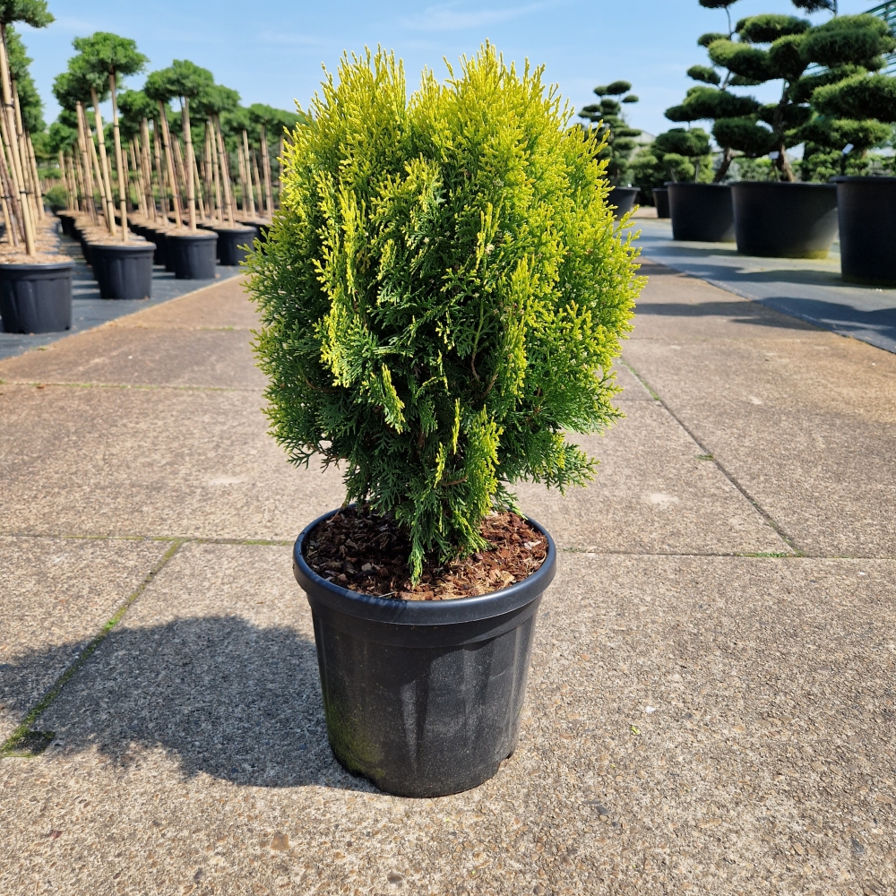 Picture of Thuja orient. Aurea Nana C8 40/+ (LOOSE)