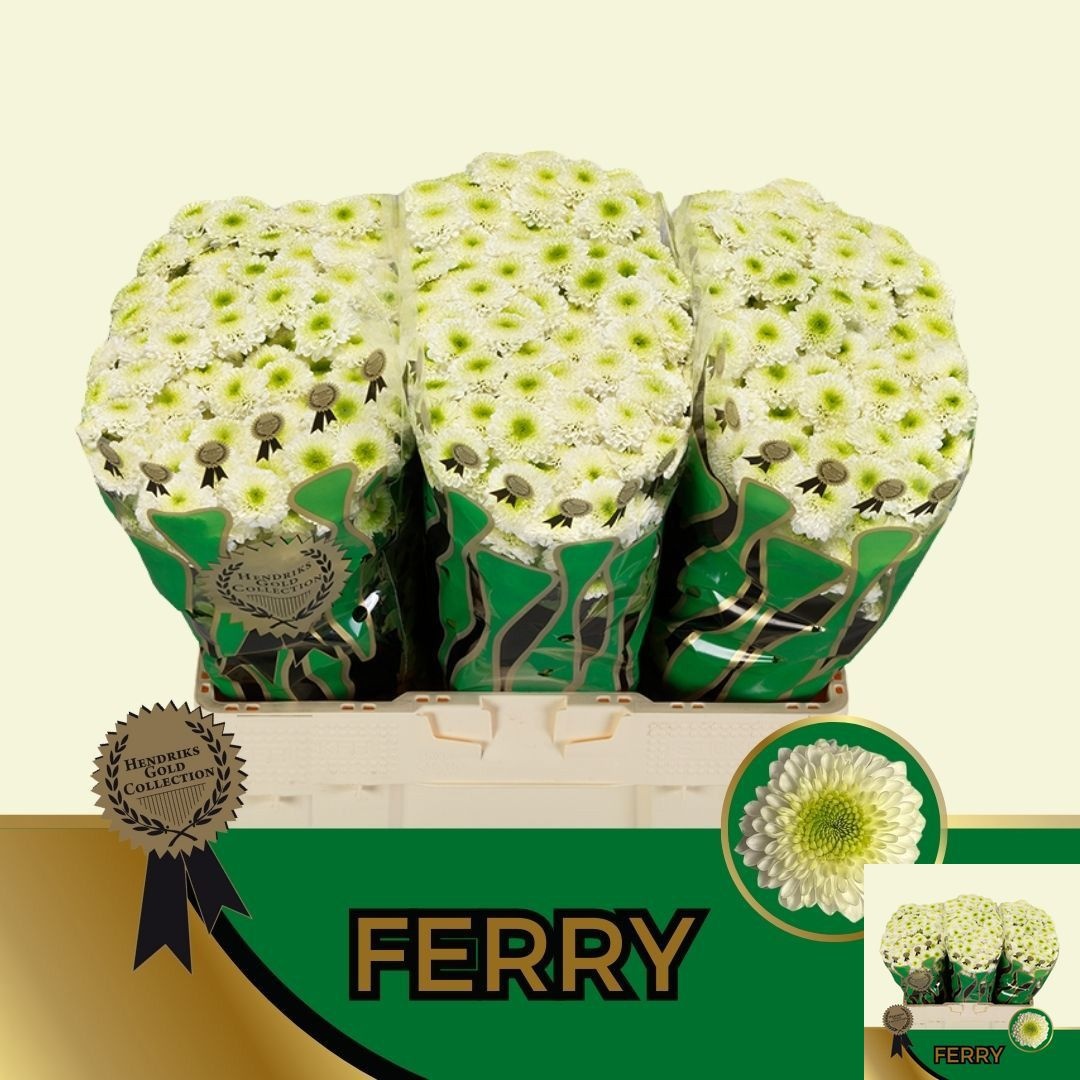 Chrys Santini Ferry 55cm 140Ø