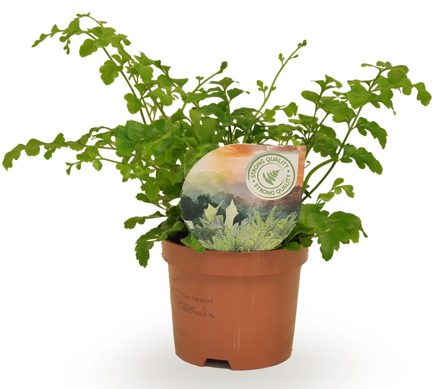 Asplenium Parvati