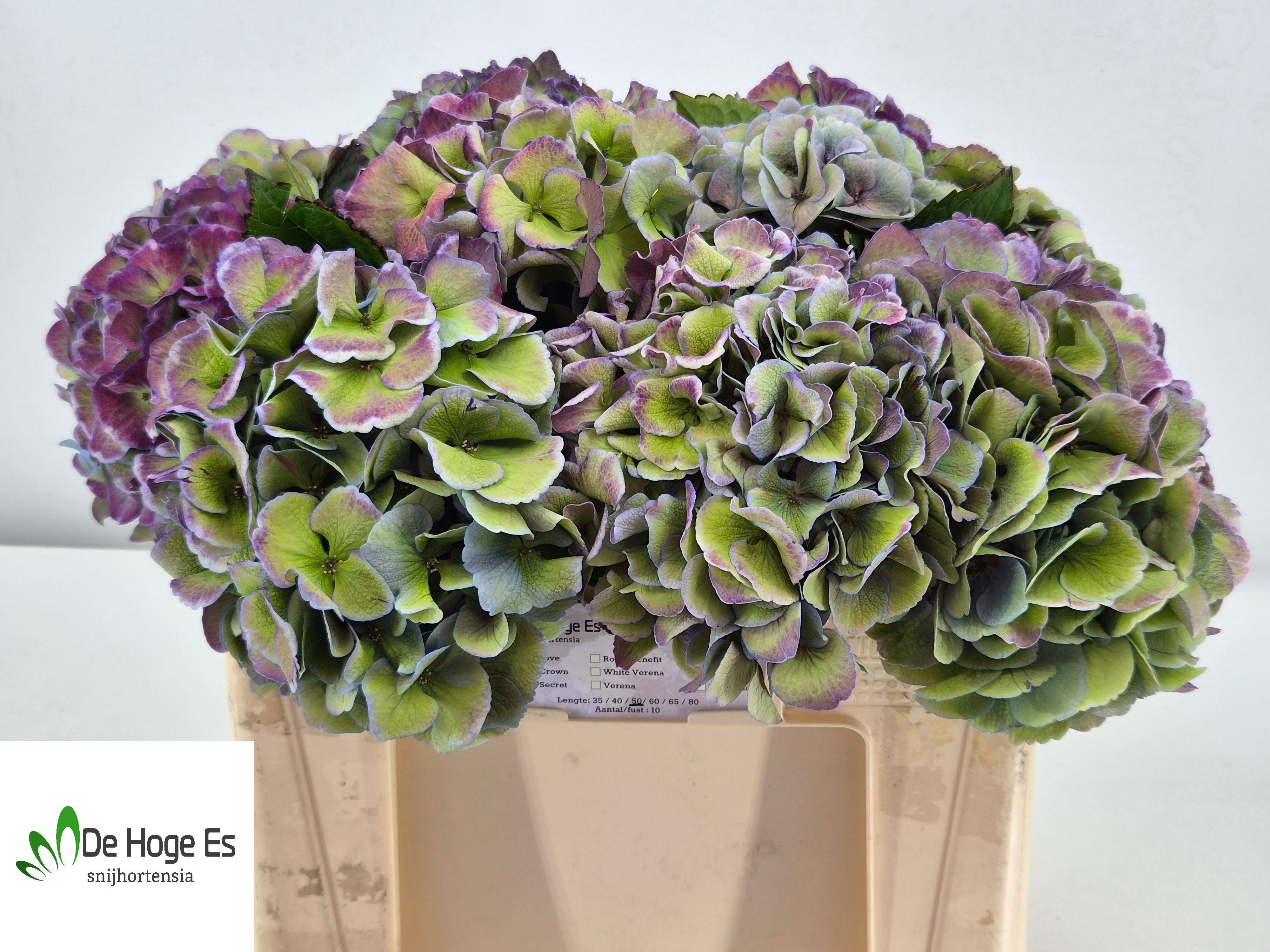 Hydrangea Royal Love Classic 50cm 19Ø
