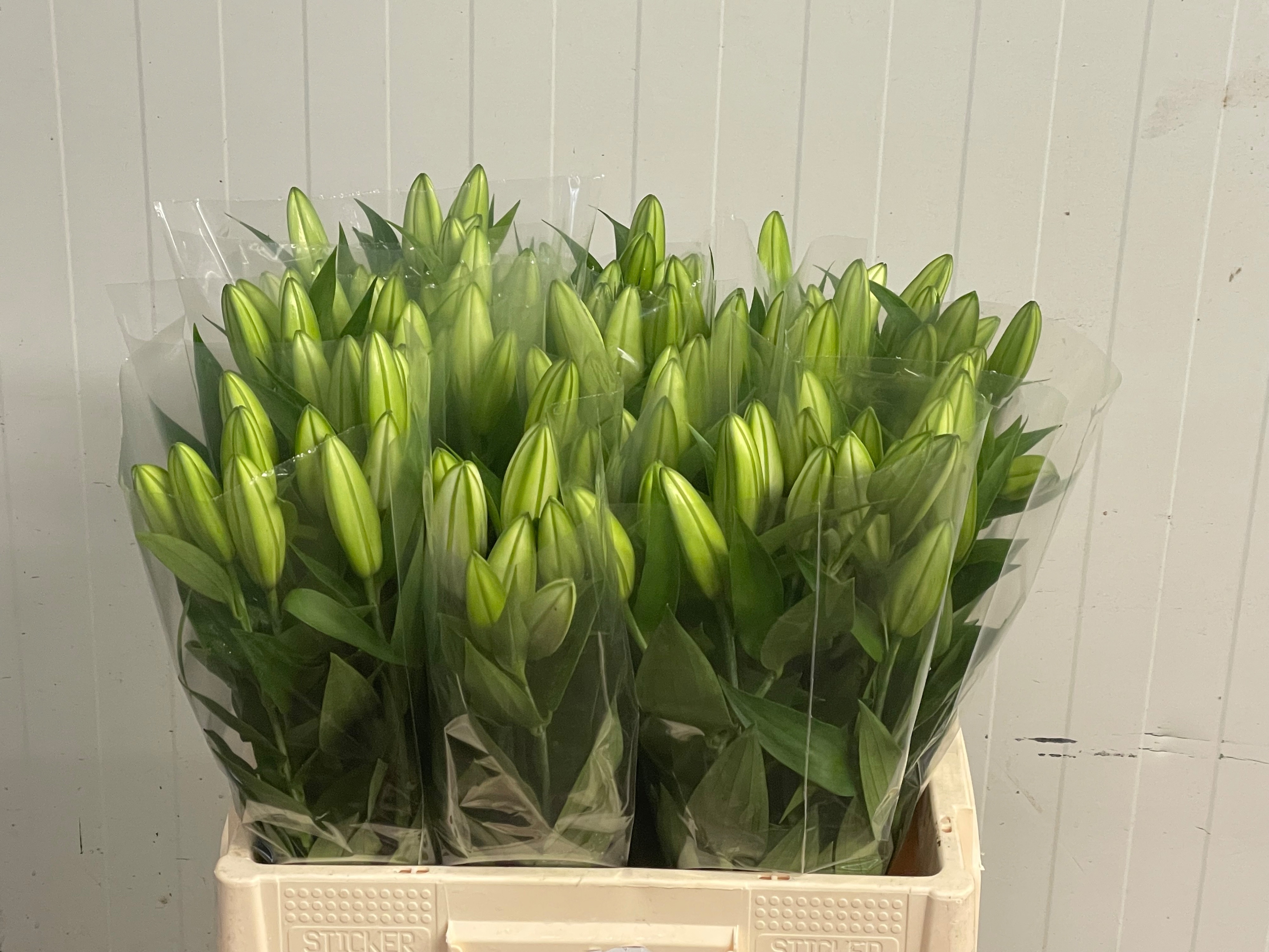 Lilium Or Starfighter 60cm 1bl