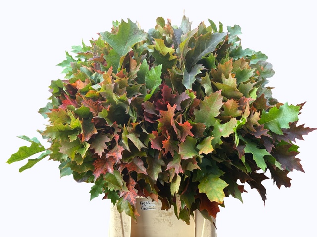 Quercus Rubra 80cm