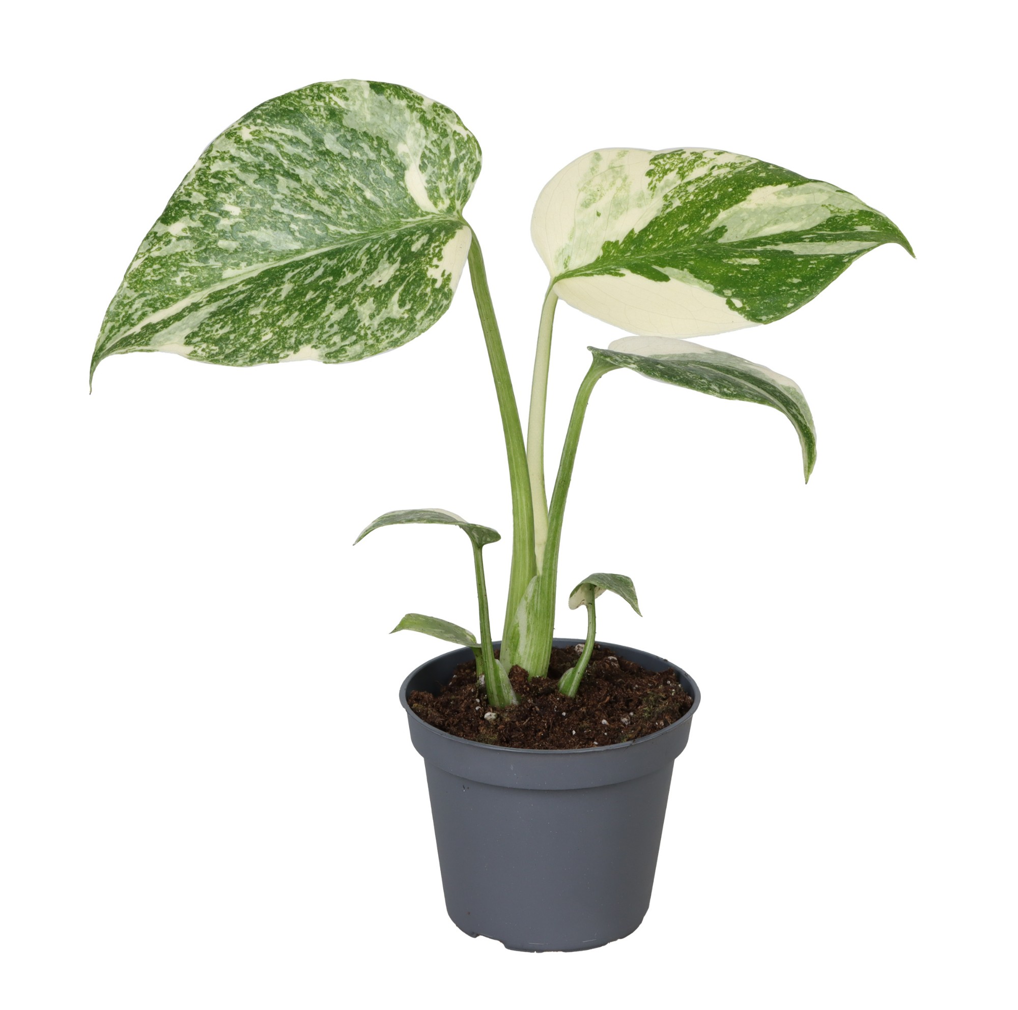 Picture of Monstera Creme Brulee P6 14CM (LOOSE)