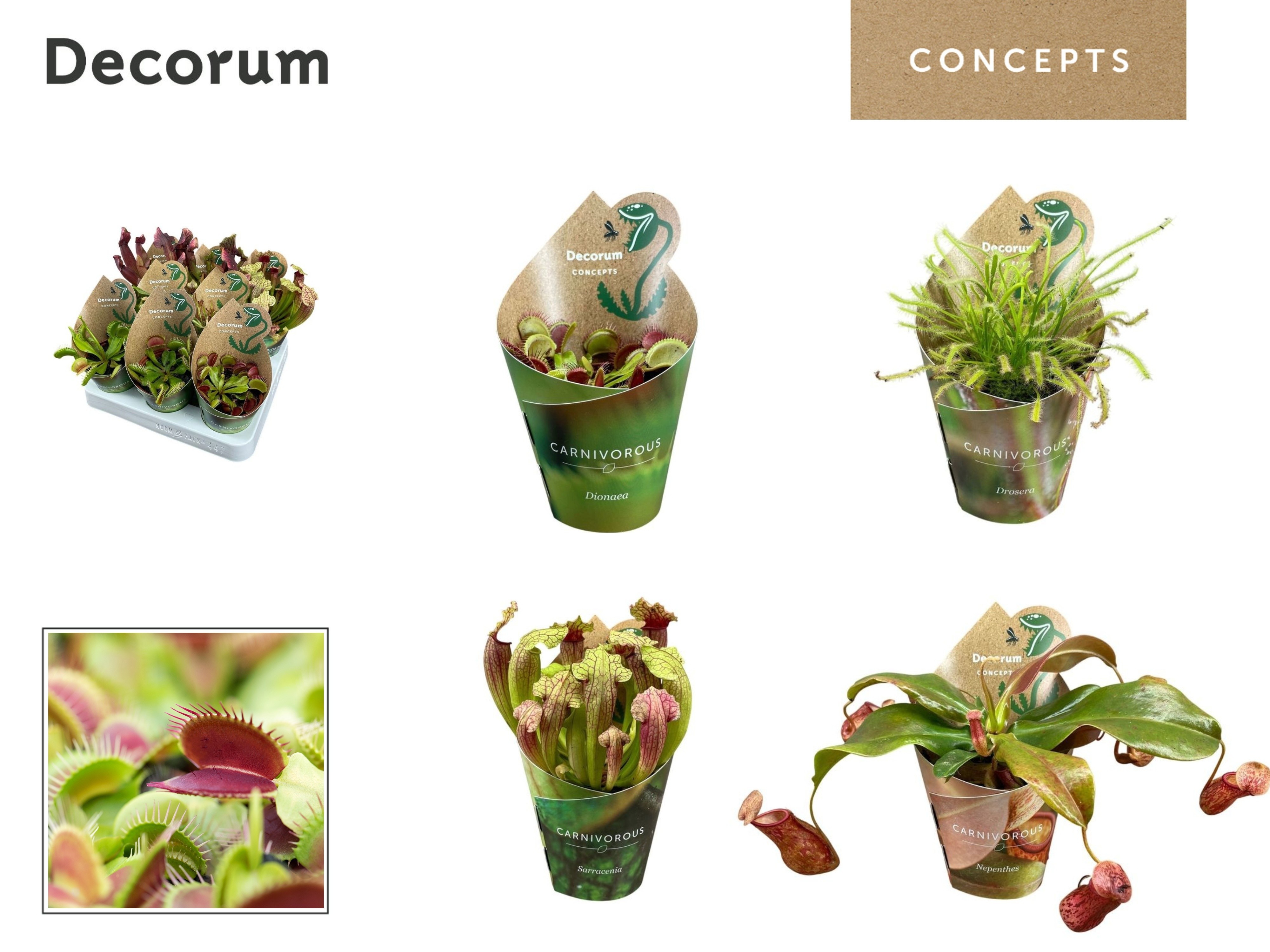 Vleesetende Planten 508P 20H