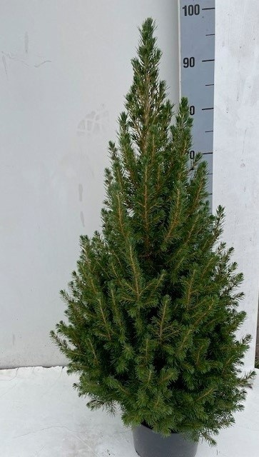 Picea Gl December 26Ø 100cm