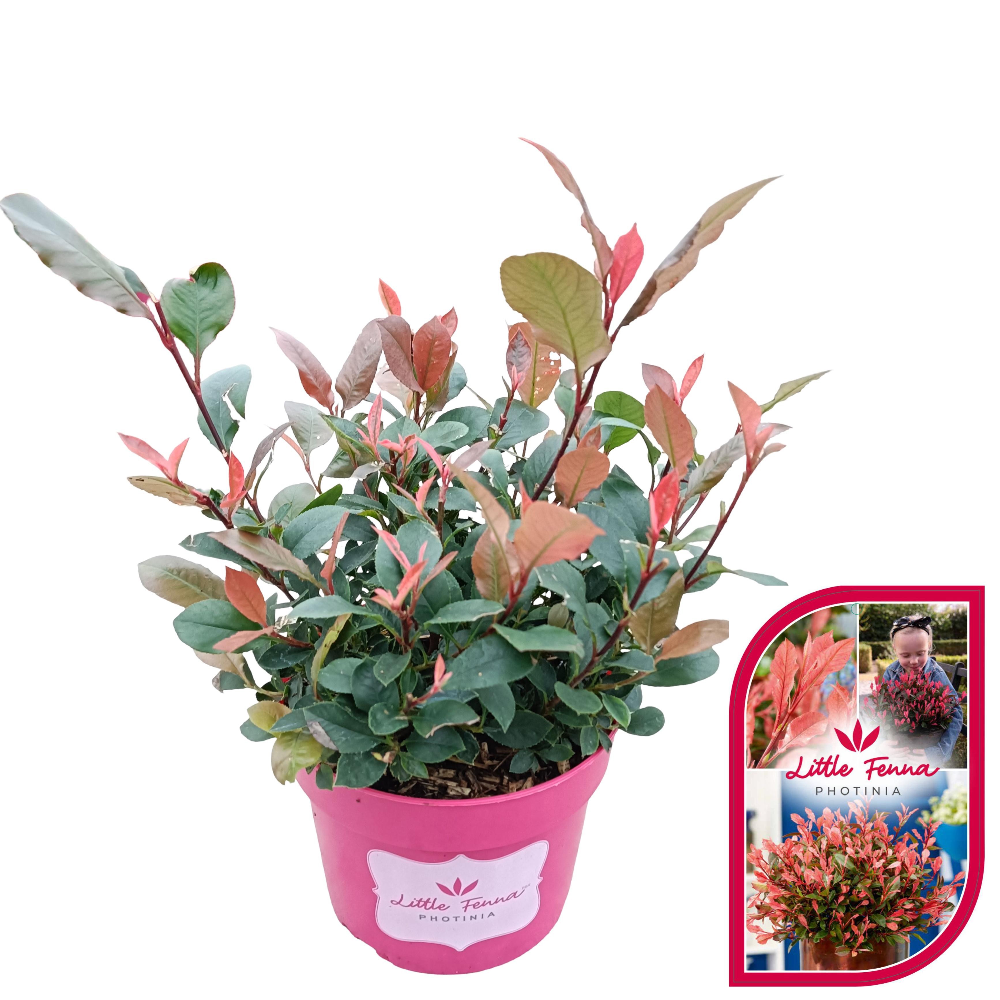 Picture of Photinia fraseri 'Little Fenna'® C2