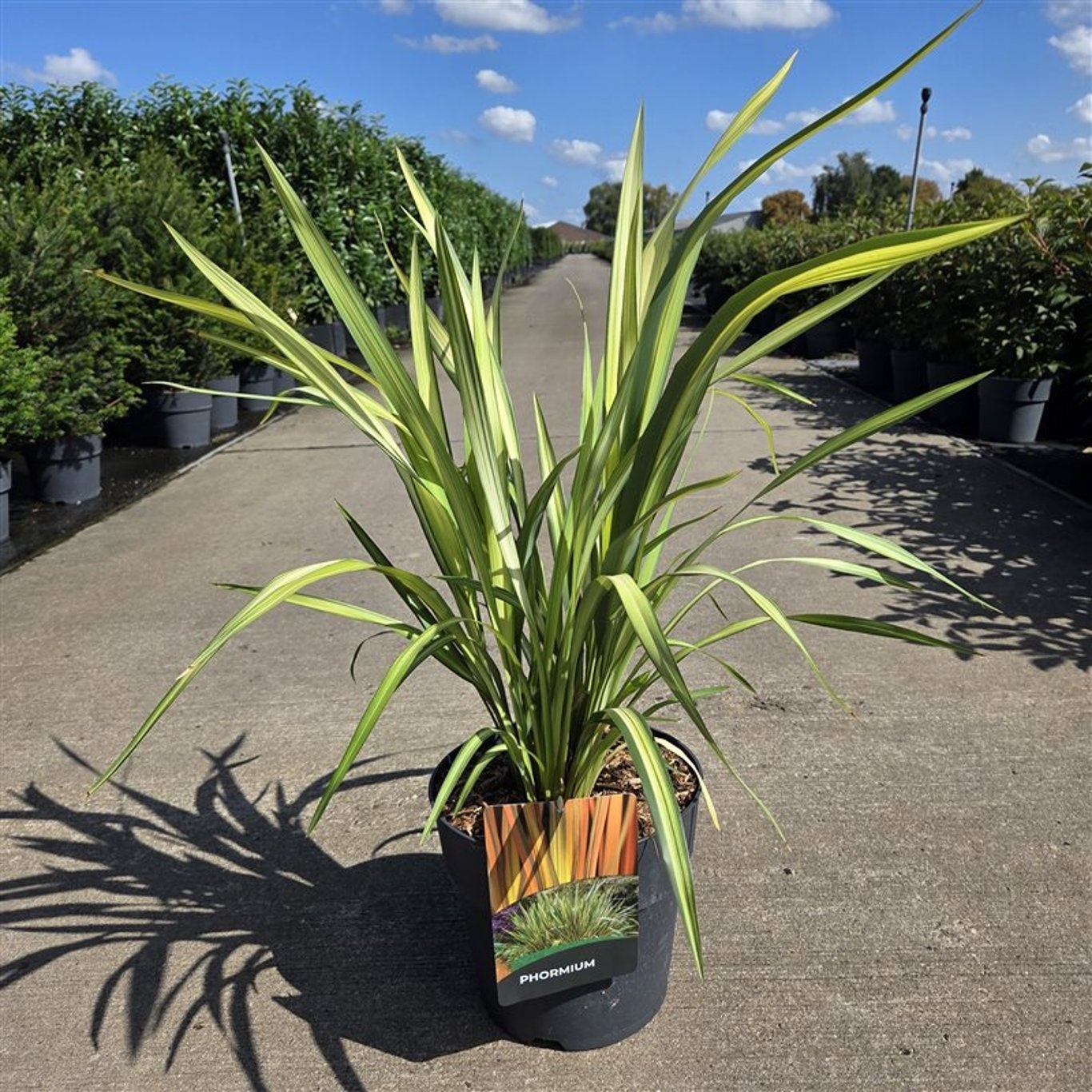 Phormium 'Yellow Wave'