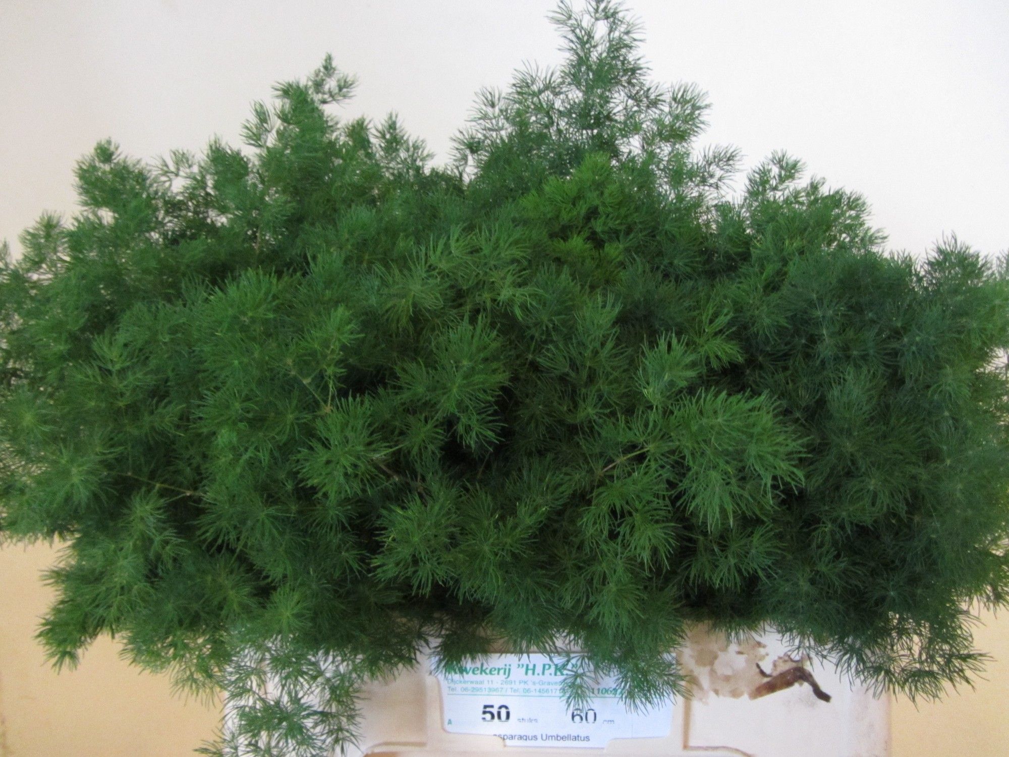 Asparagus Umbelatus(ming Fern) 60cm