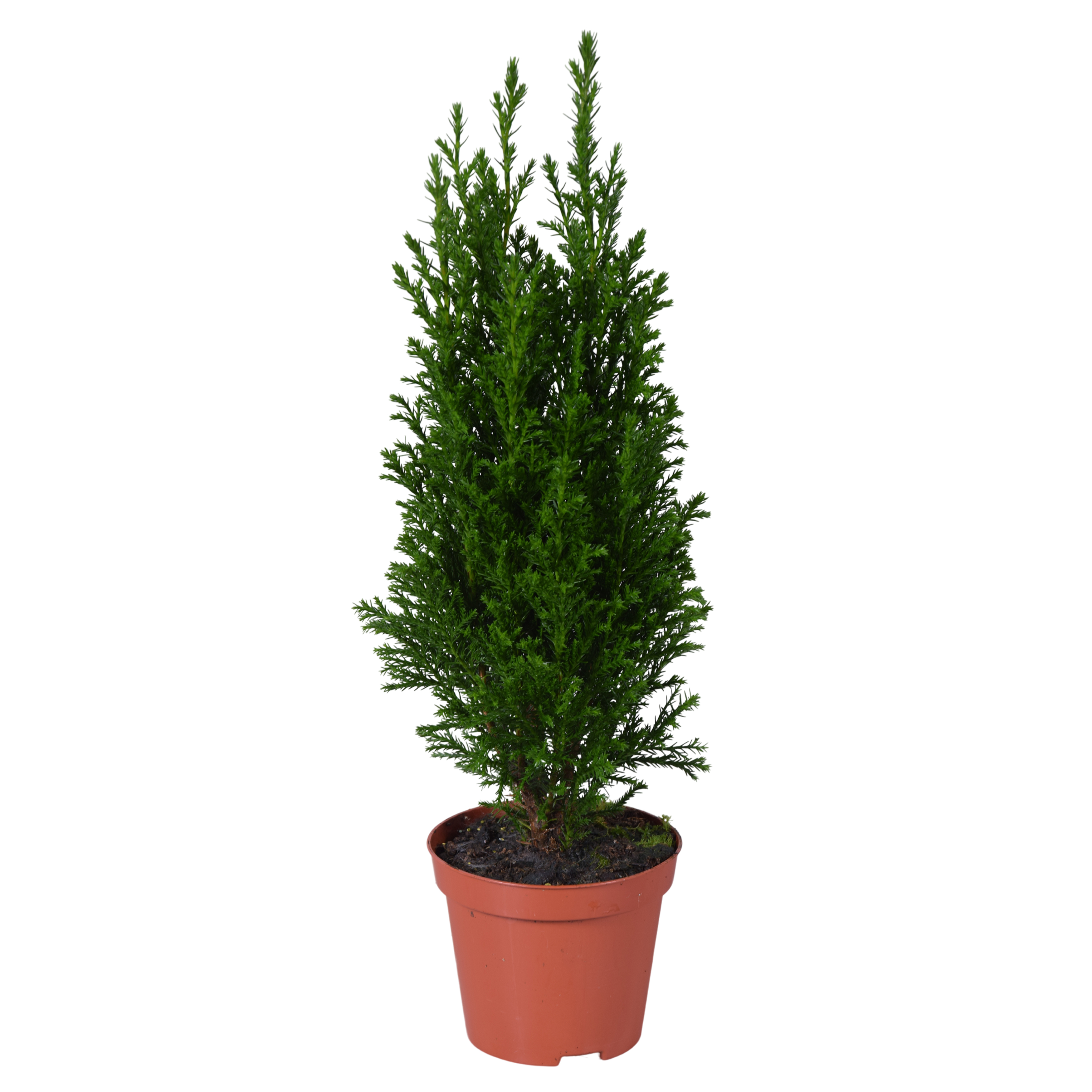 Picture of Chamaecyparis Ellwoodii' green P9 35CM