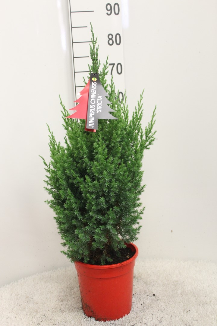 Picture of Juniperus chinensis Stricta P21 (4 Ltr) 70CM-INC-POT/POTGROWN (LOOSE)