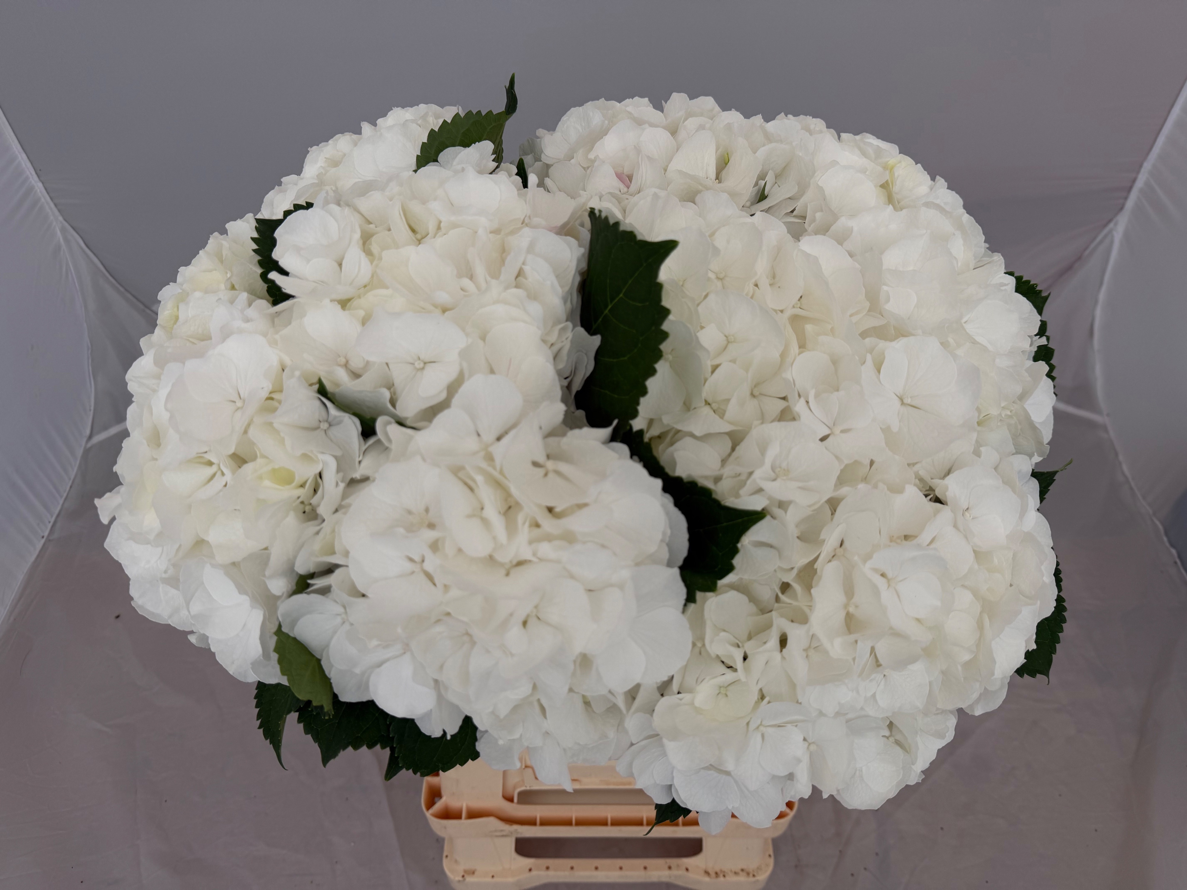 Hydrangea White Verena 60cm 16Ø