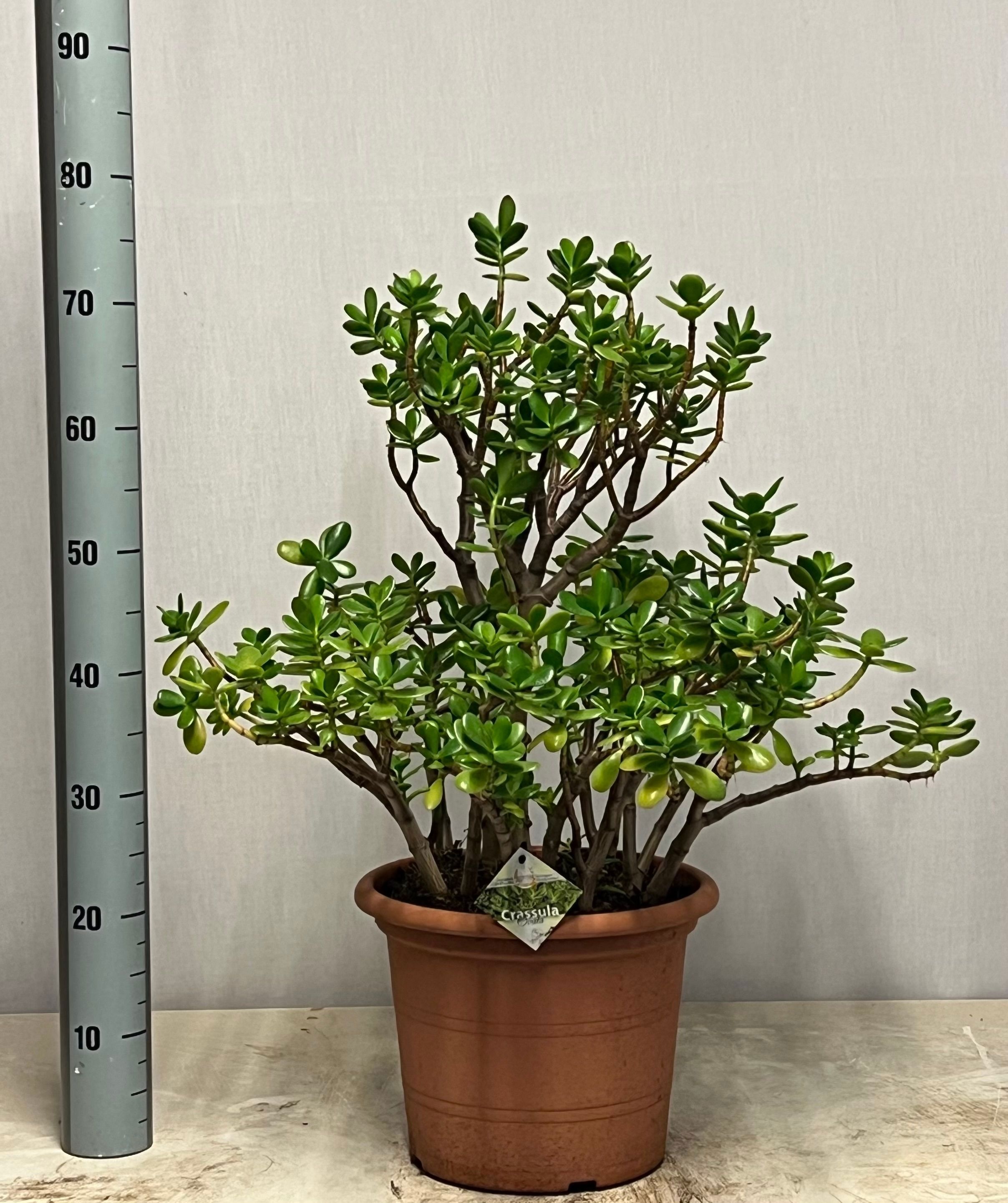 Crass Ovata 30Ø 75cm
