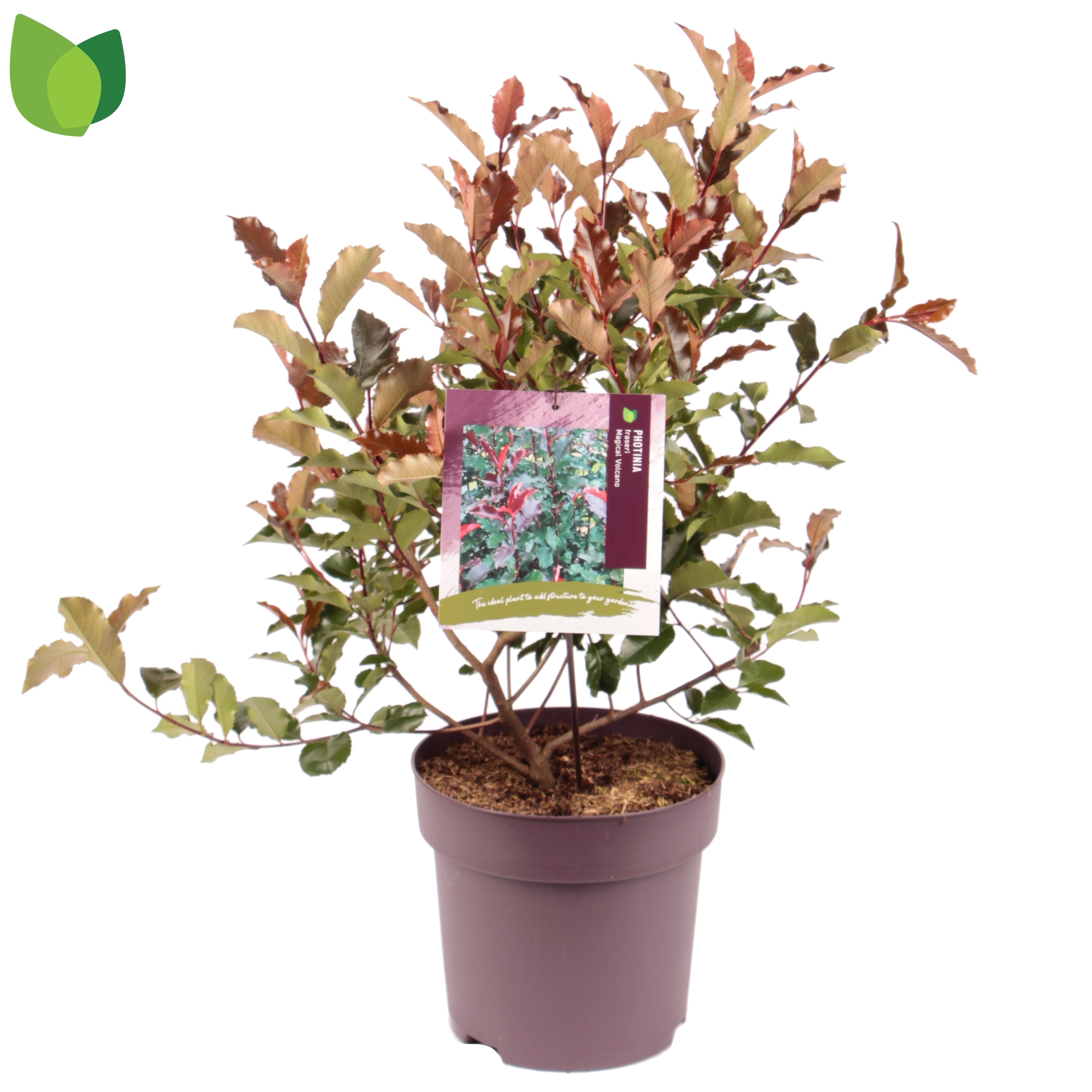 Picture of Photinia Magical Volcano P29 (10 Ltr)