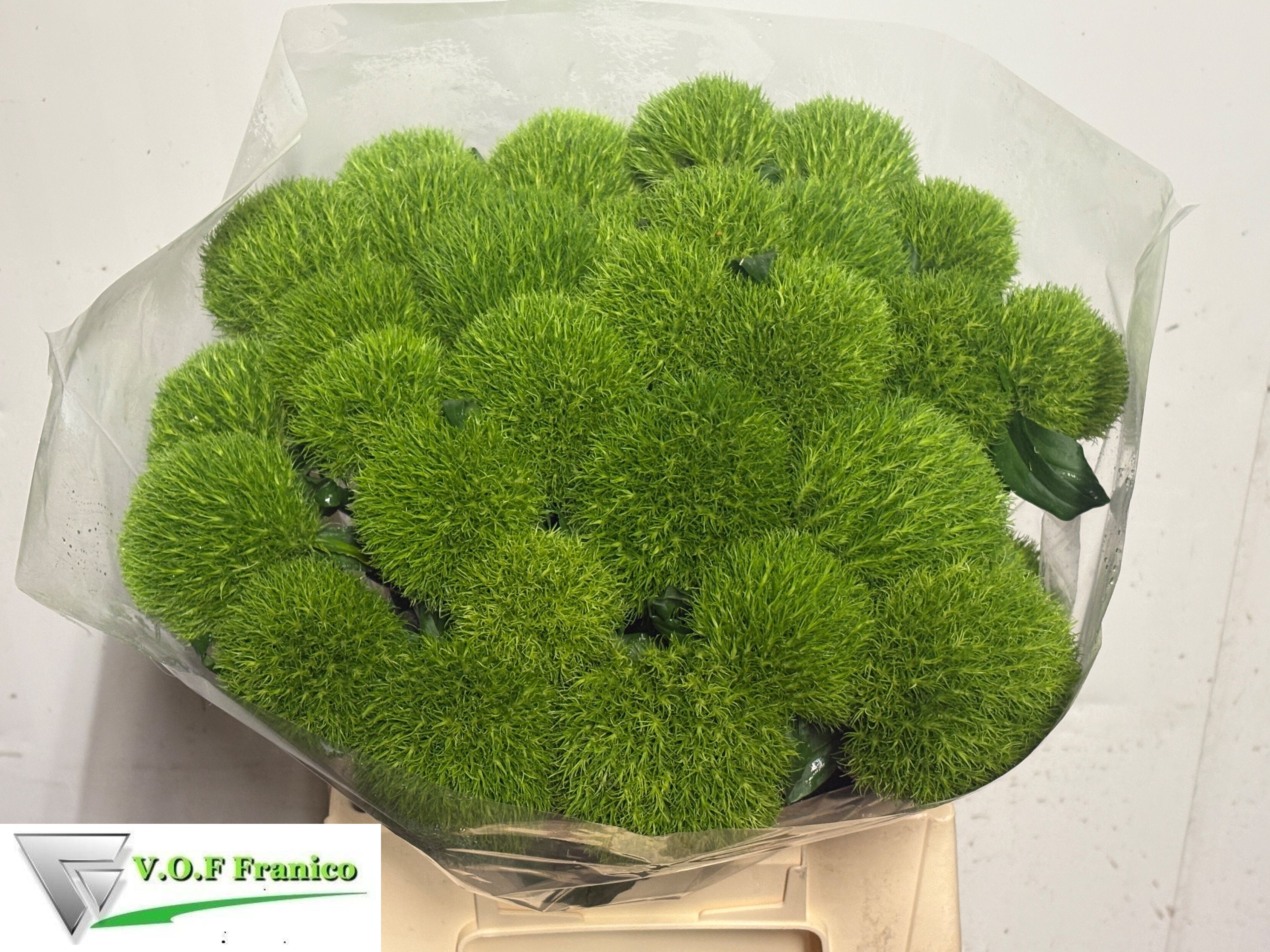 Dianthus Barb Kiwi Cool 40cm