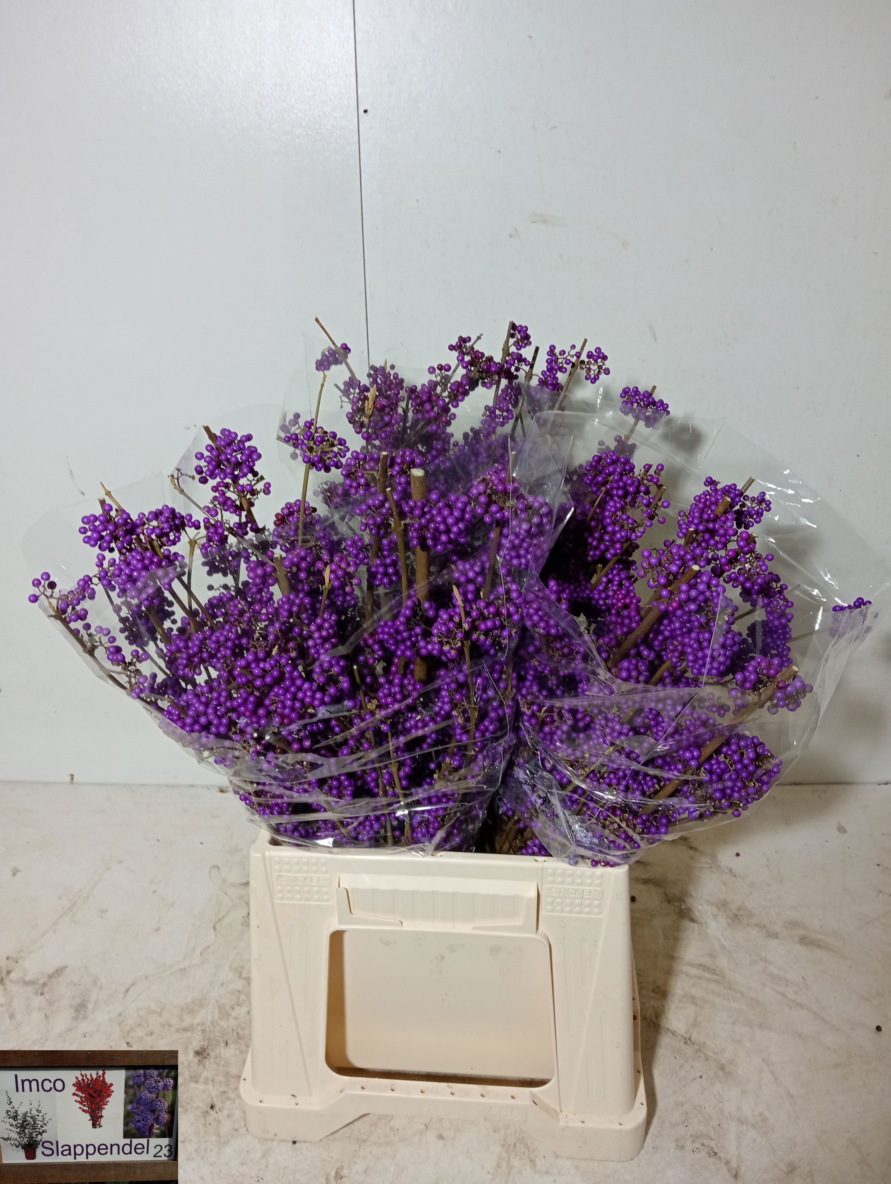 Callicarpa Bod Giraldi(imp) 50cm