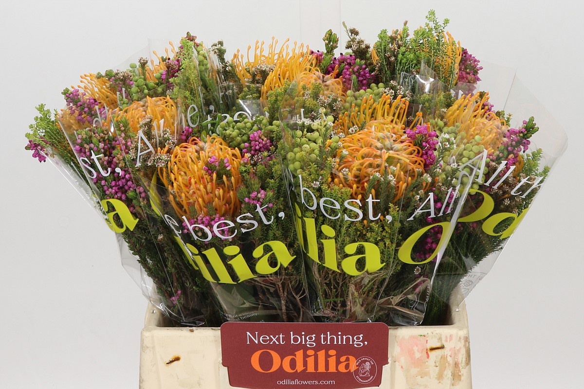Protea Bouquet Per Bunch 40cm