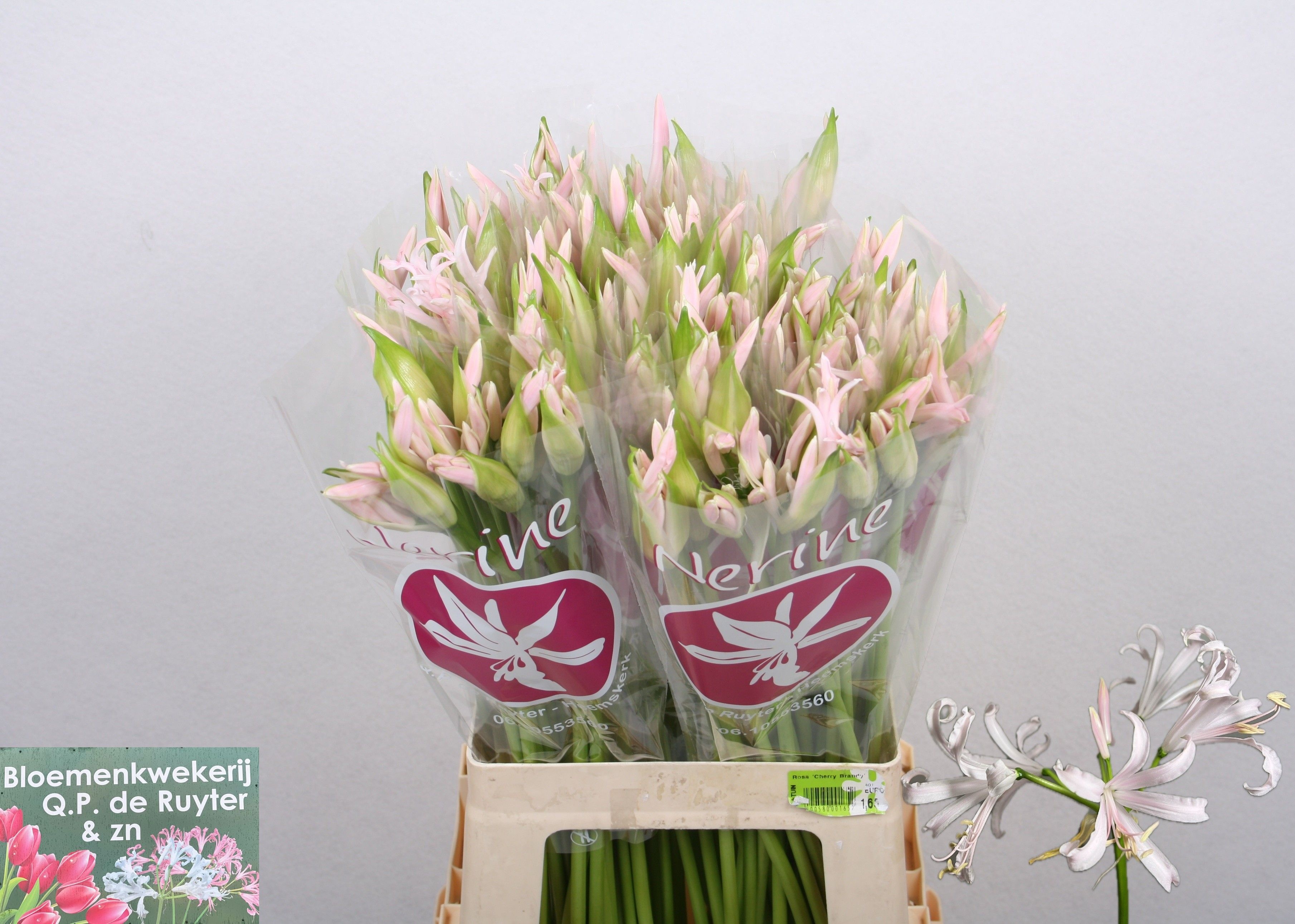Nerine Sofie 60cm