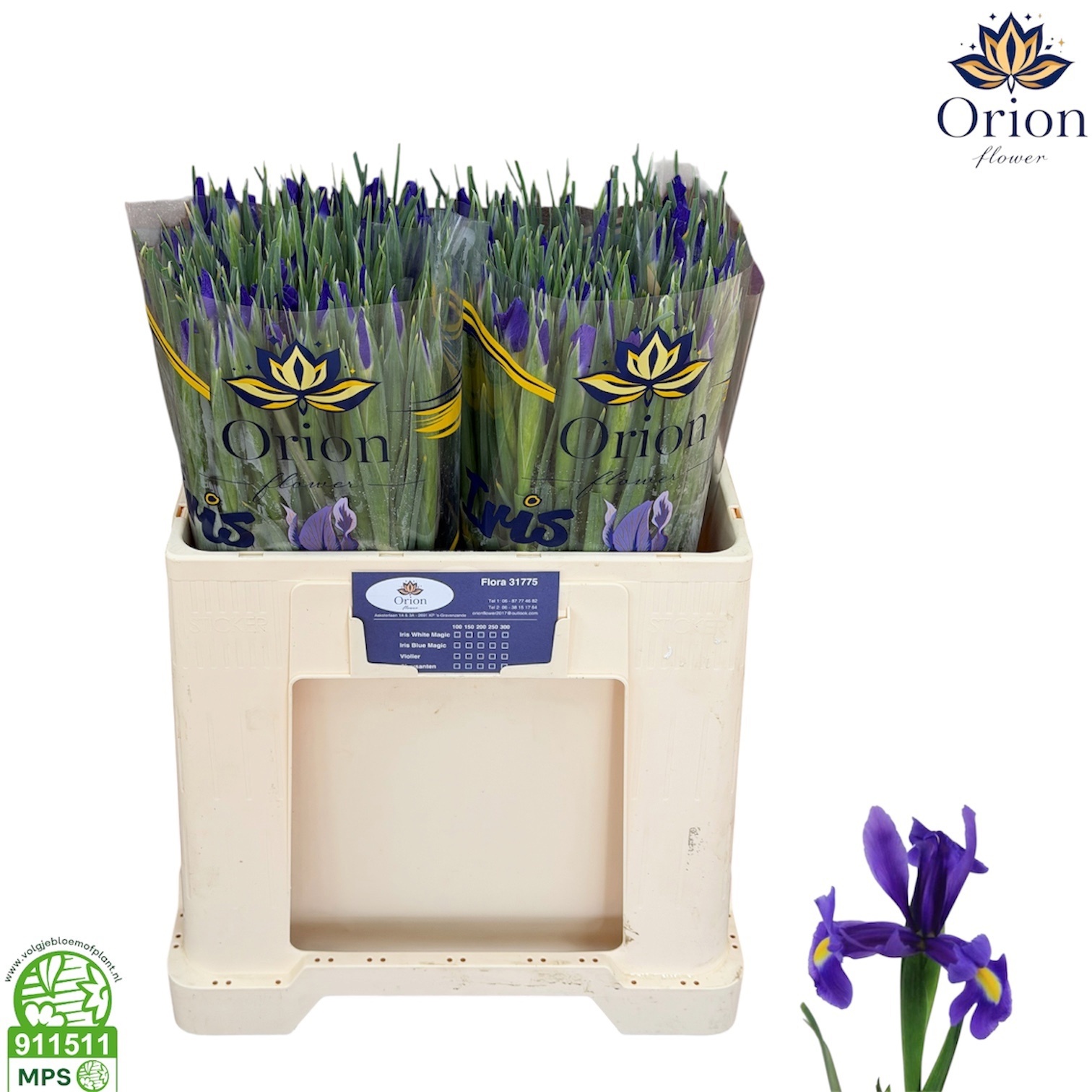 Iris Blue Magic 50cm