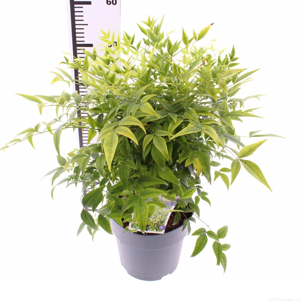 Picture of Nandina domestica Lemon and Lime P21 (4 Ltr) (LOOSE)