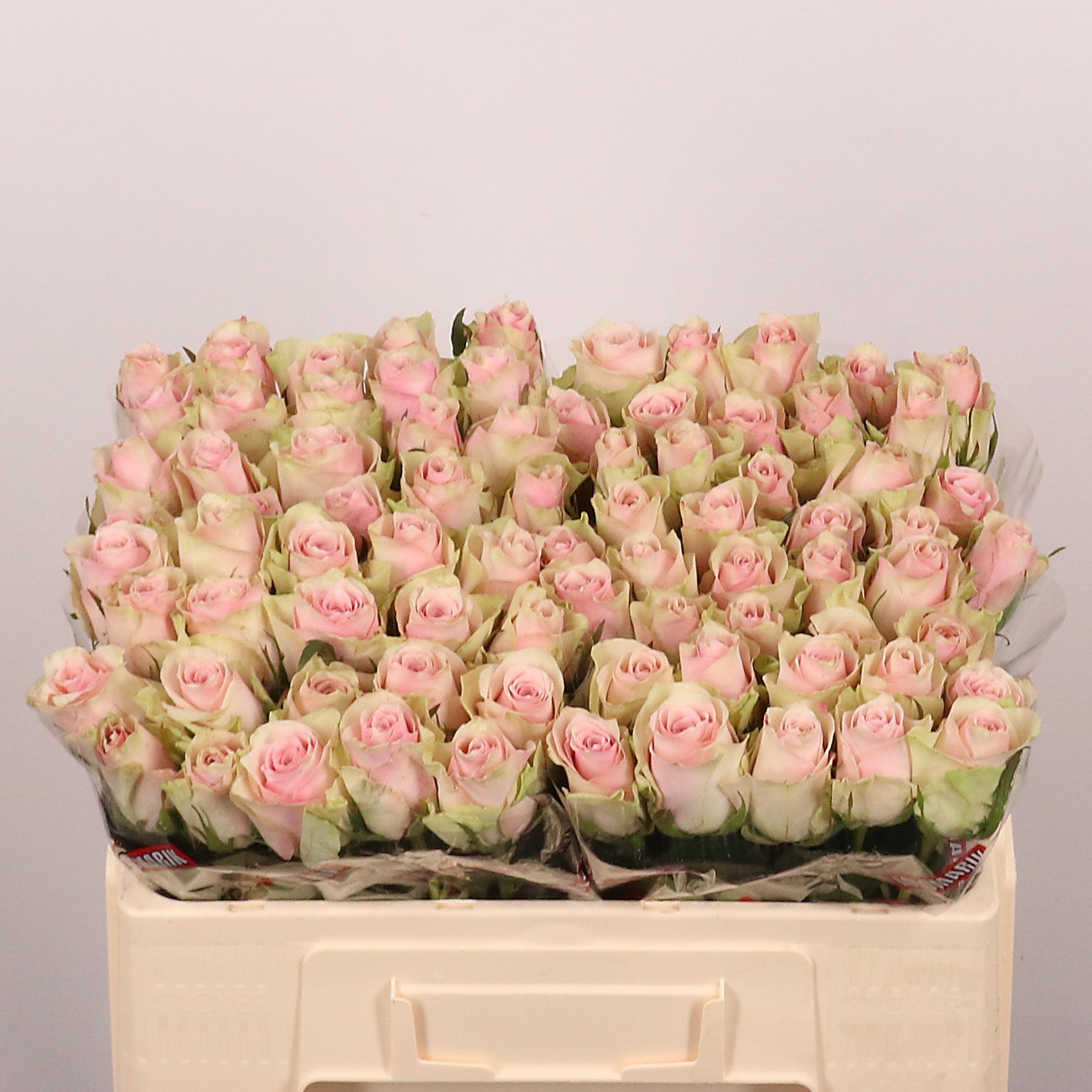 R Gr Pink Athena