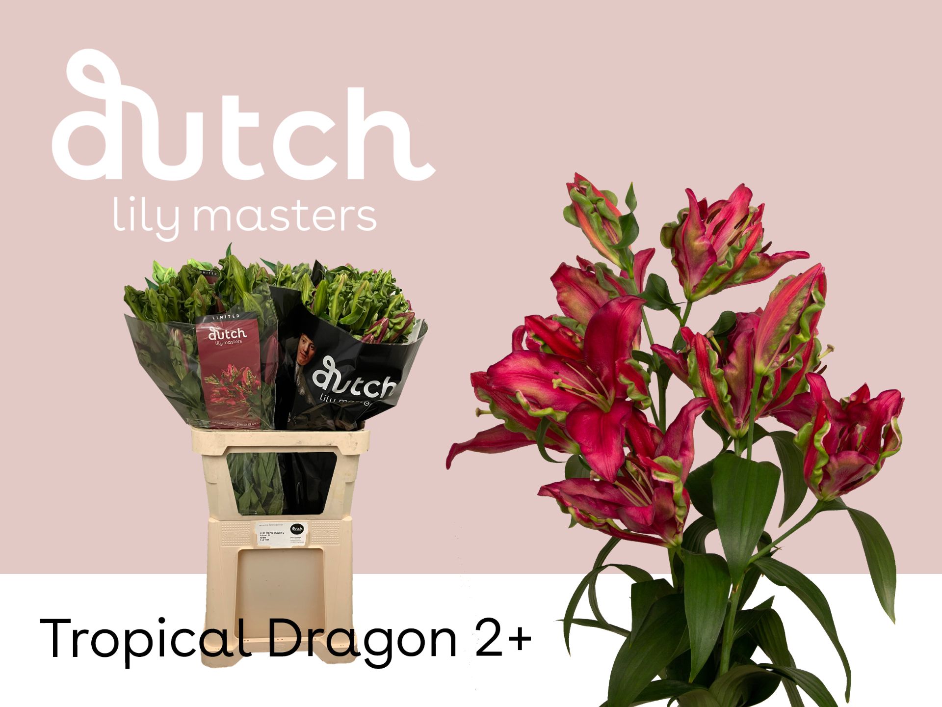 Li Ot Tropic Dragon