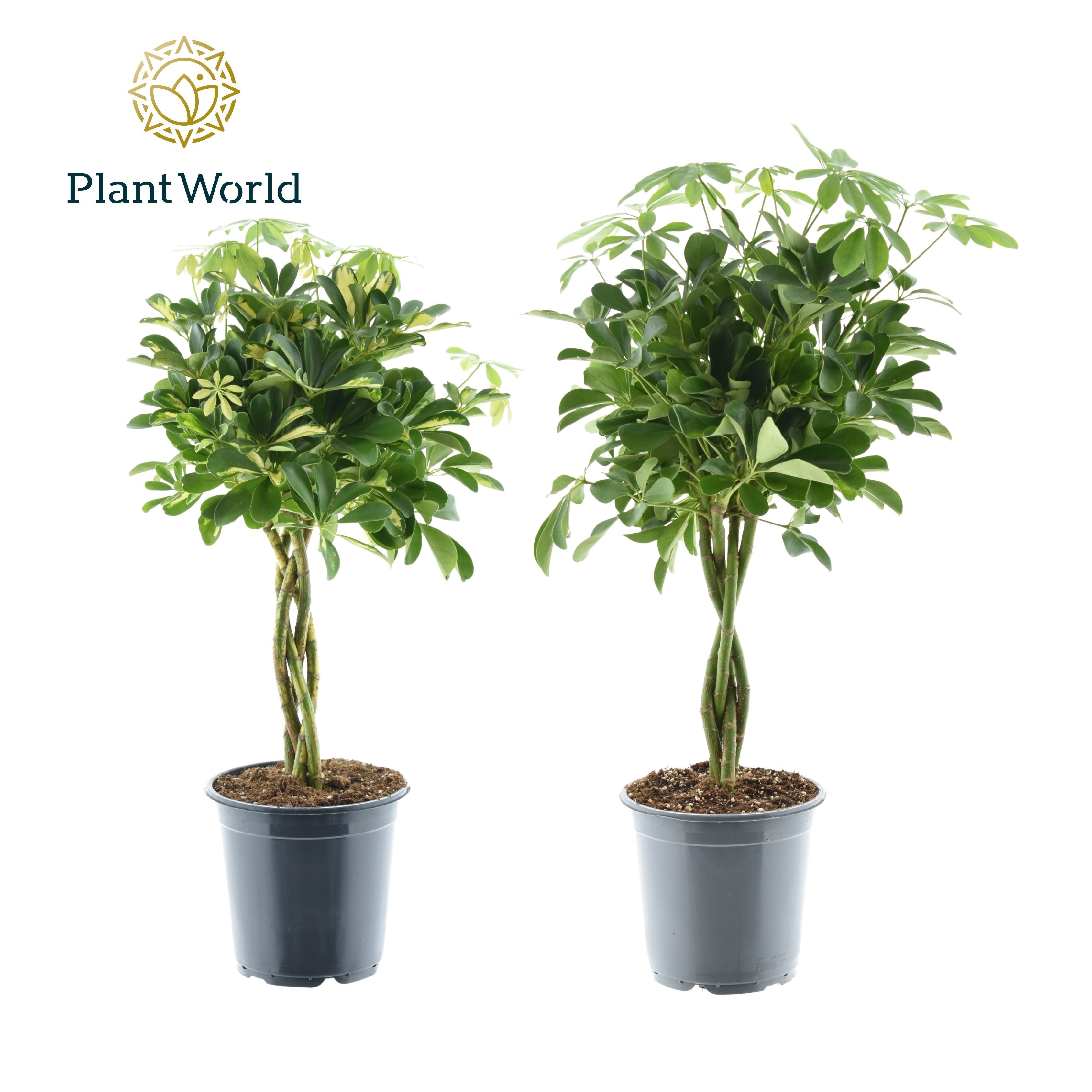Arb Braid Tree Schefflera arb. braided stem Mix Braid Decorum | OZ Planten