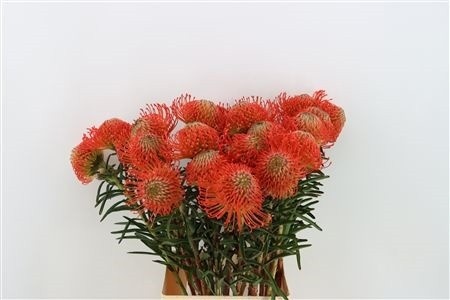 Leucospermum Succession 35cm