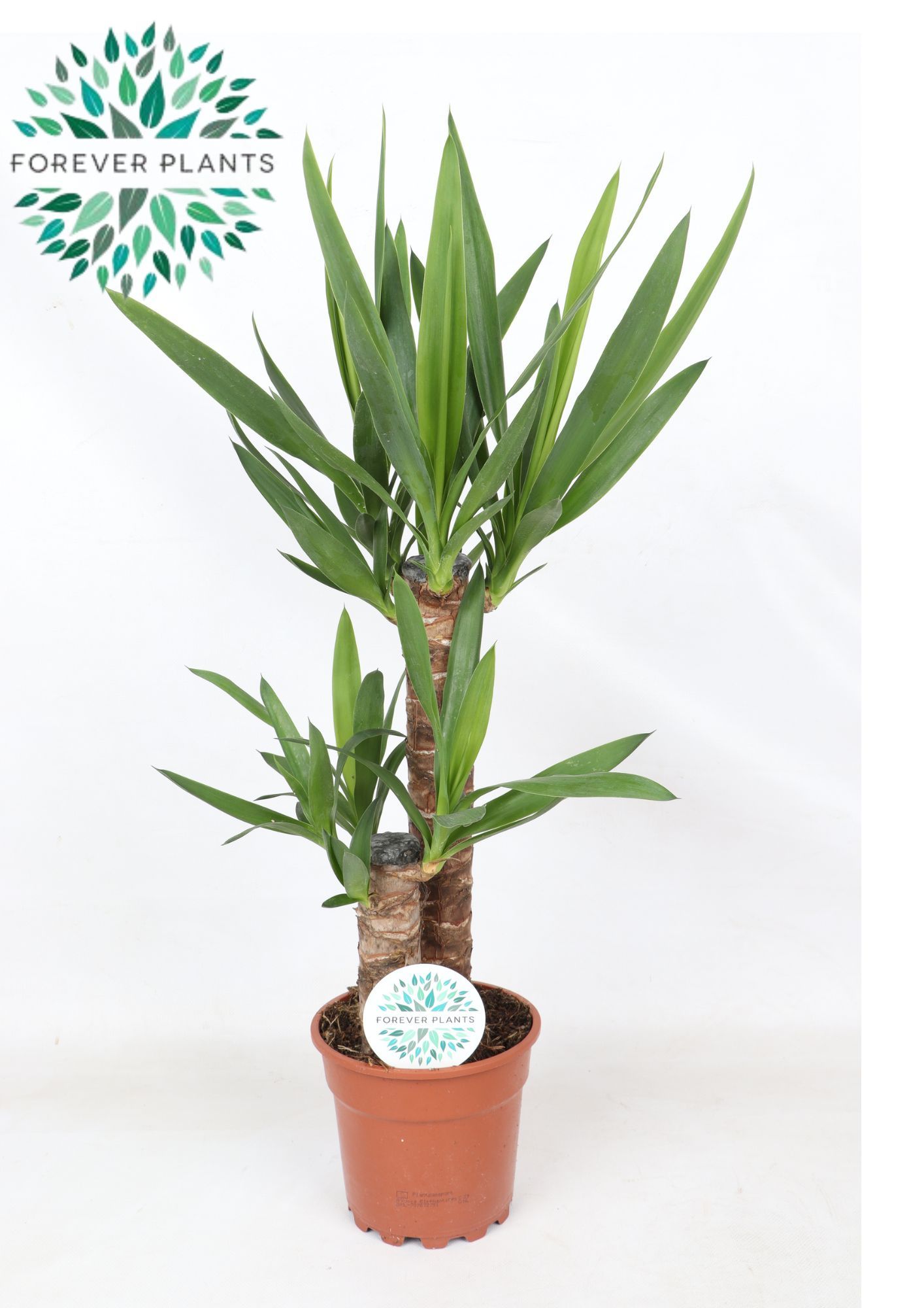 Yucca , 45+20 (3+ KOP)