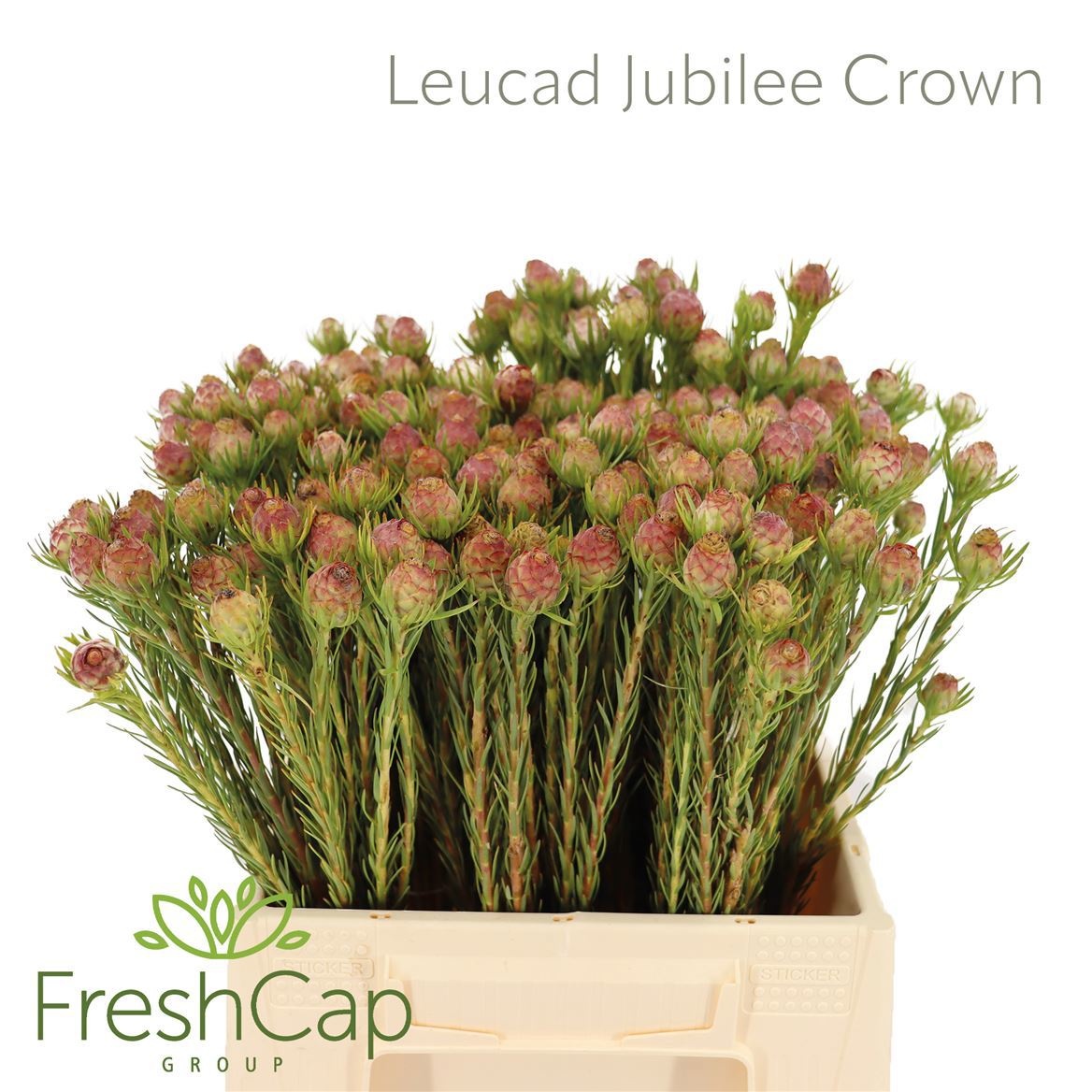 Leucadendron Jubilee Crown Bunch 40cm