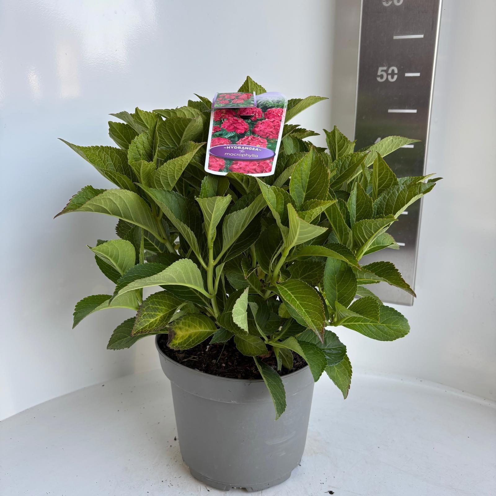 Hydrangea Macr. Rood (bol)