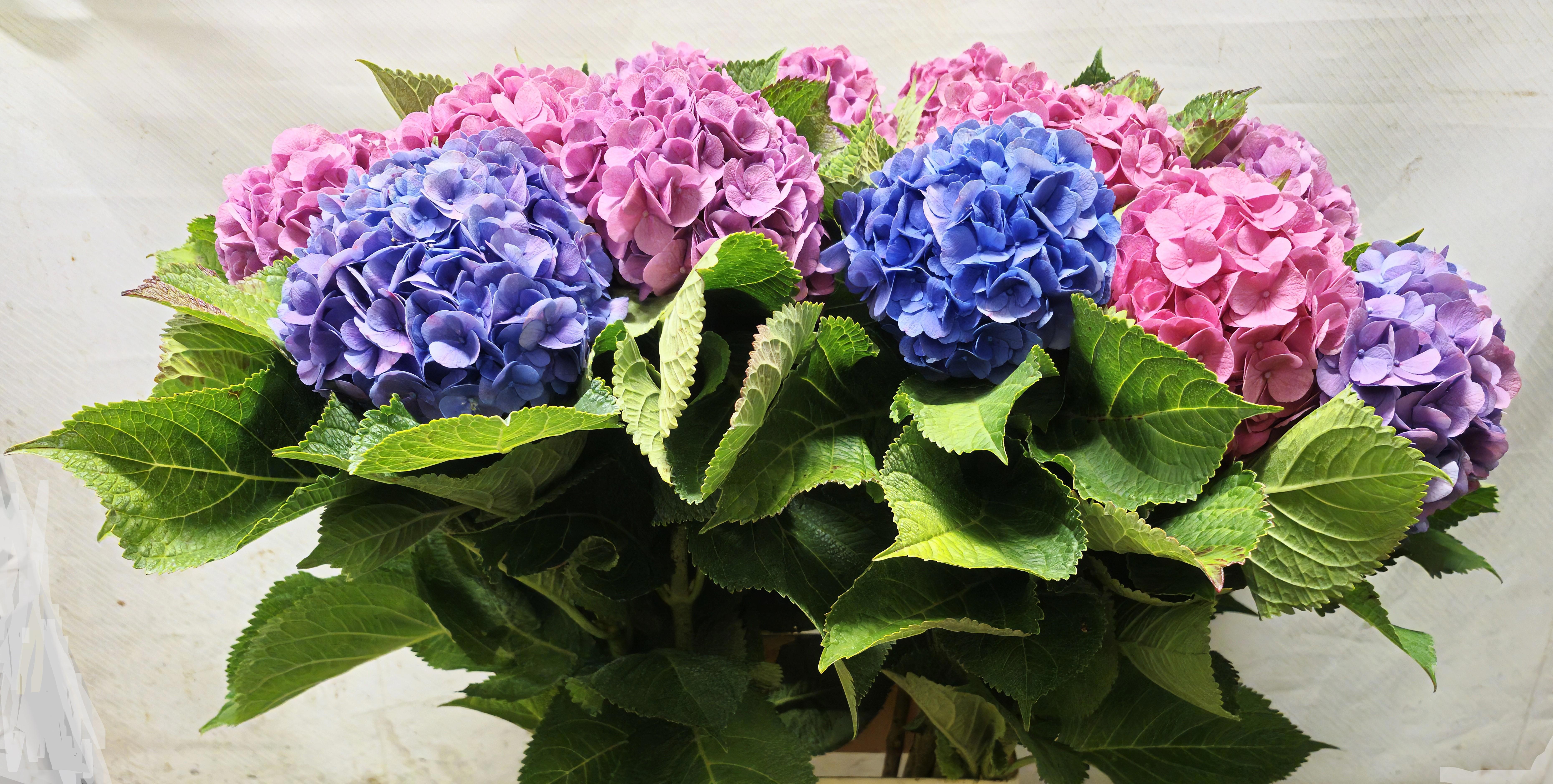 Hydrangea Mixed 100cm 16Ø