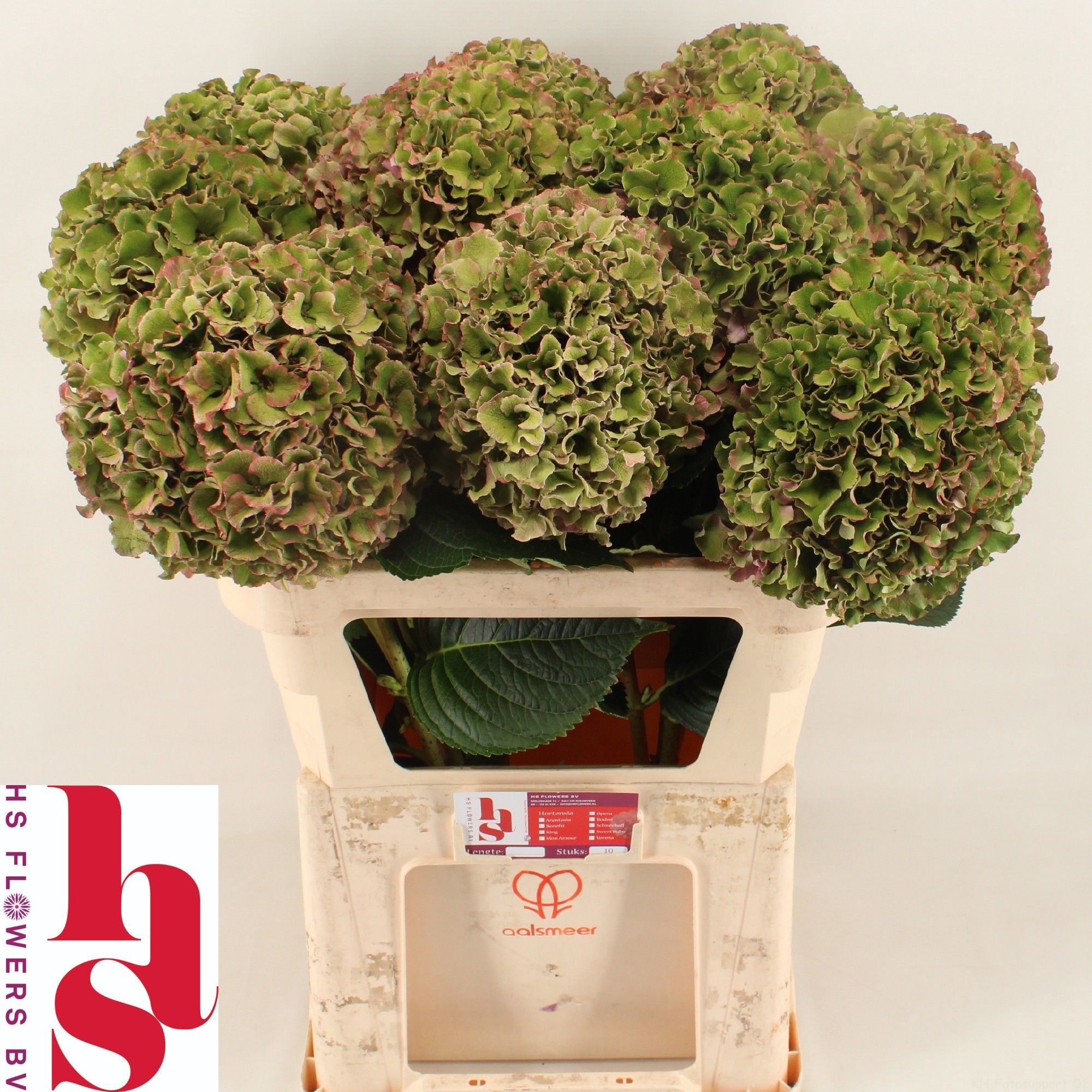 Hydr M Ro Bree Cl Rs 80cm 24Ø
